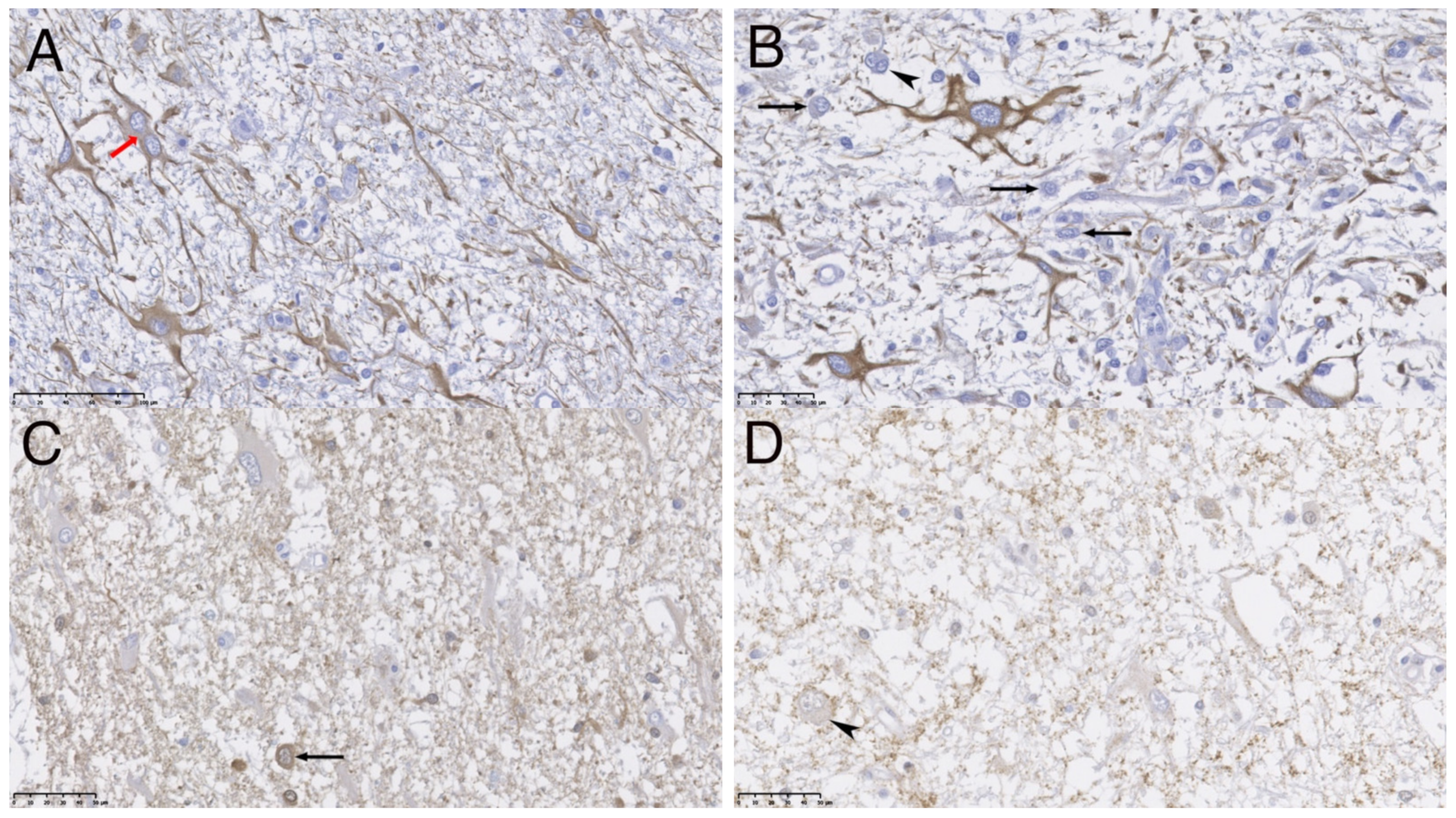 Vetsci 09 00514 g003