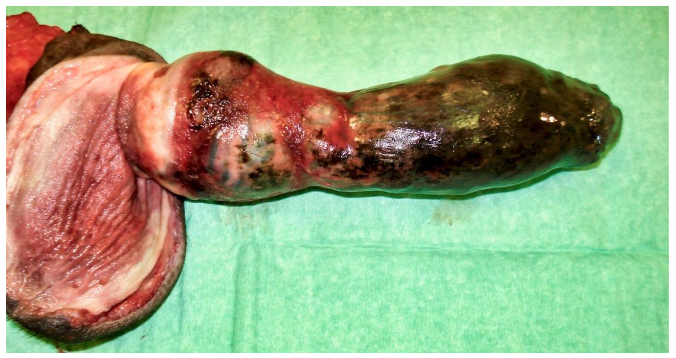 Vetsci 09 00518 g007