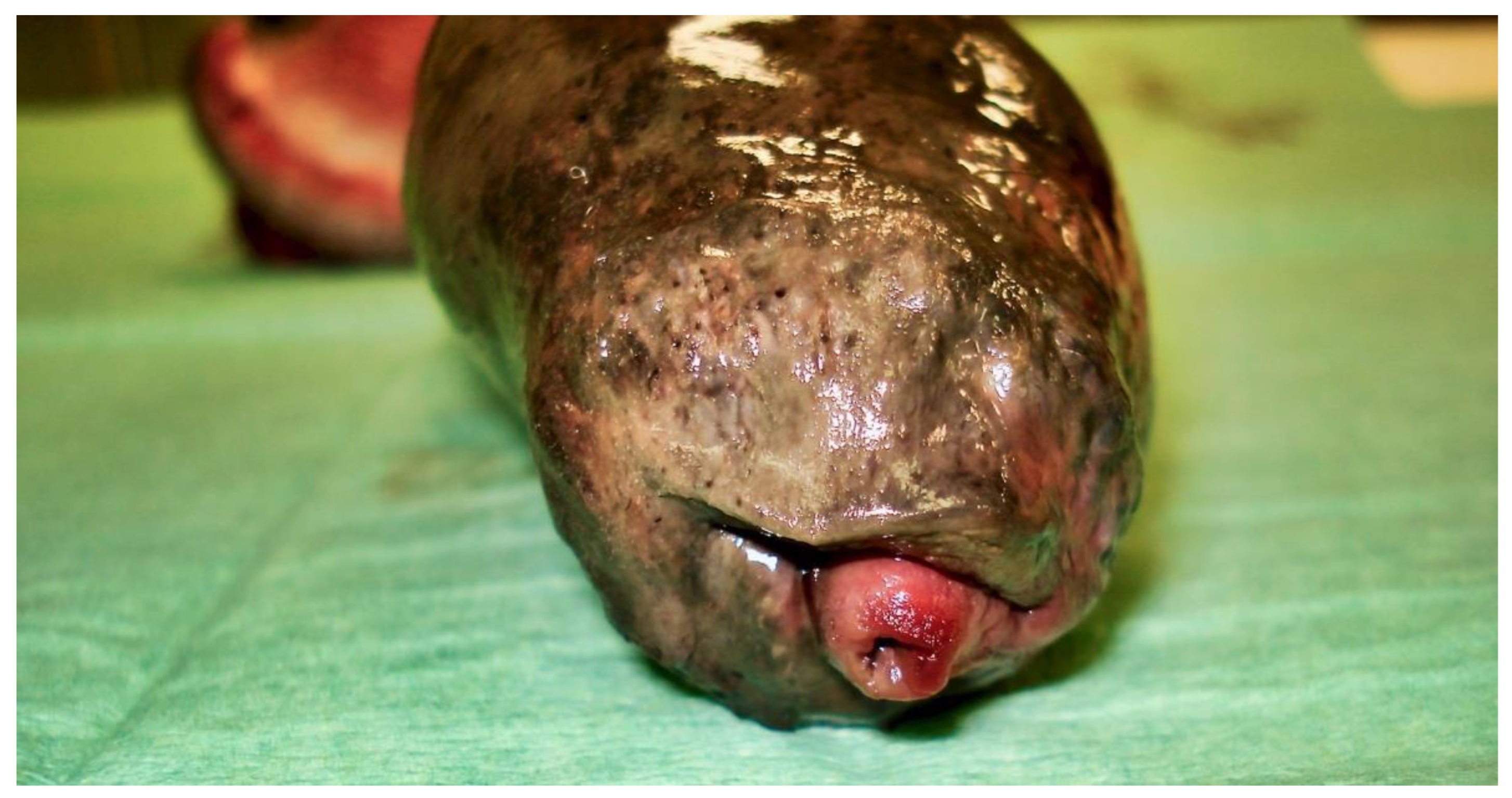 Vetsci 09 00518 g008