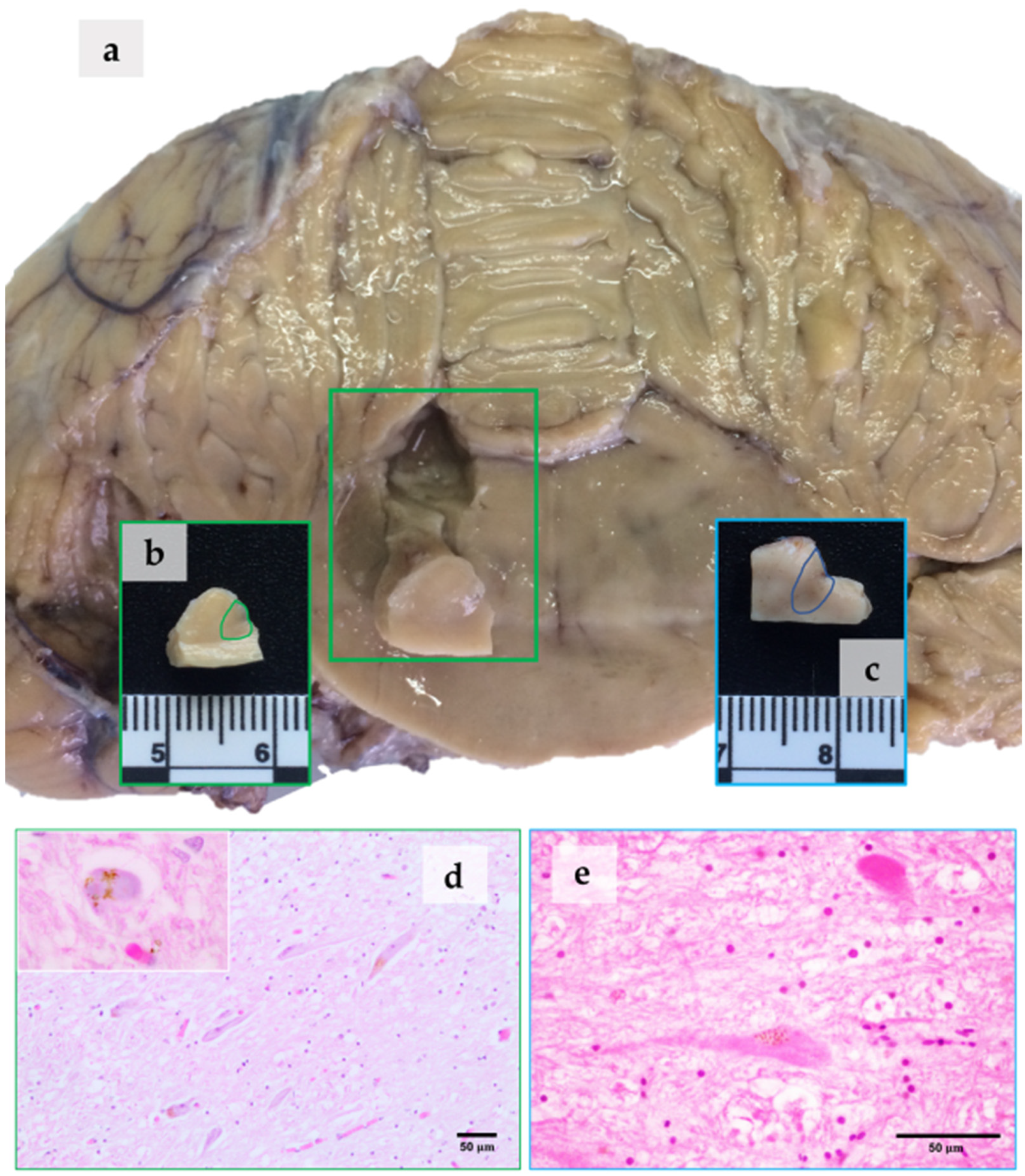 Vetsci 09 00525 g001 550