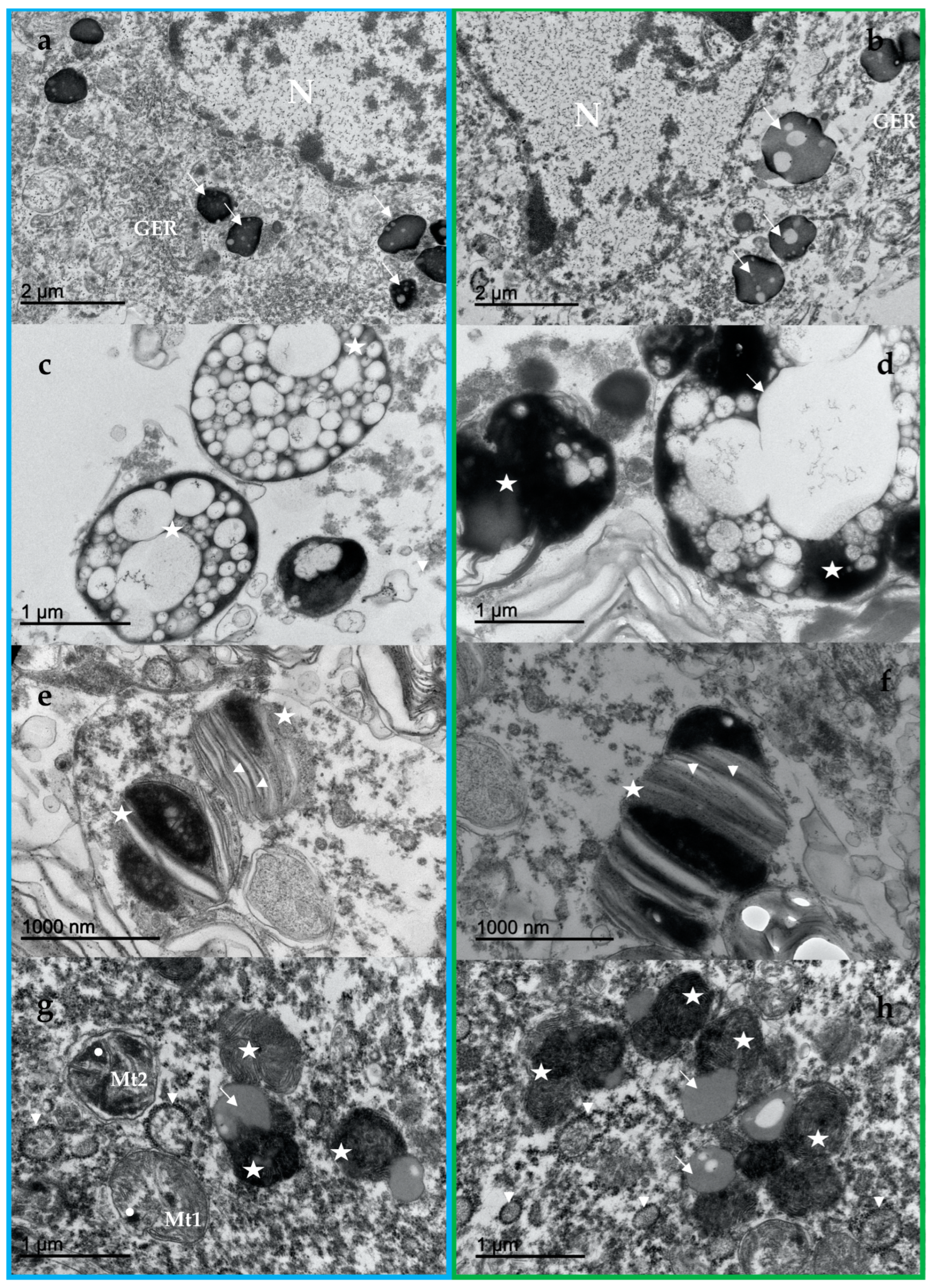 Vetsci 09 00525 g002 550