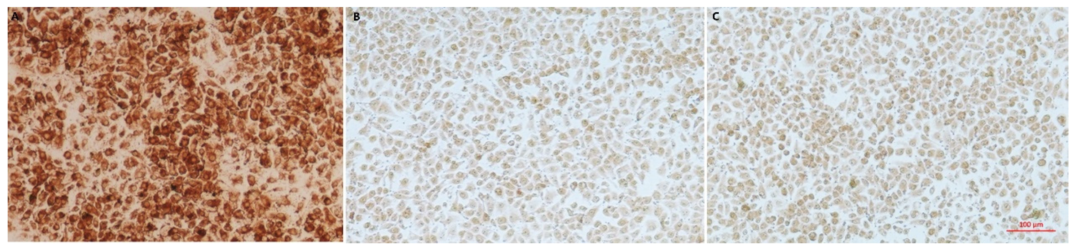 Vetsci 09 00528 g002 Vetsci 09 00528 g002