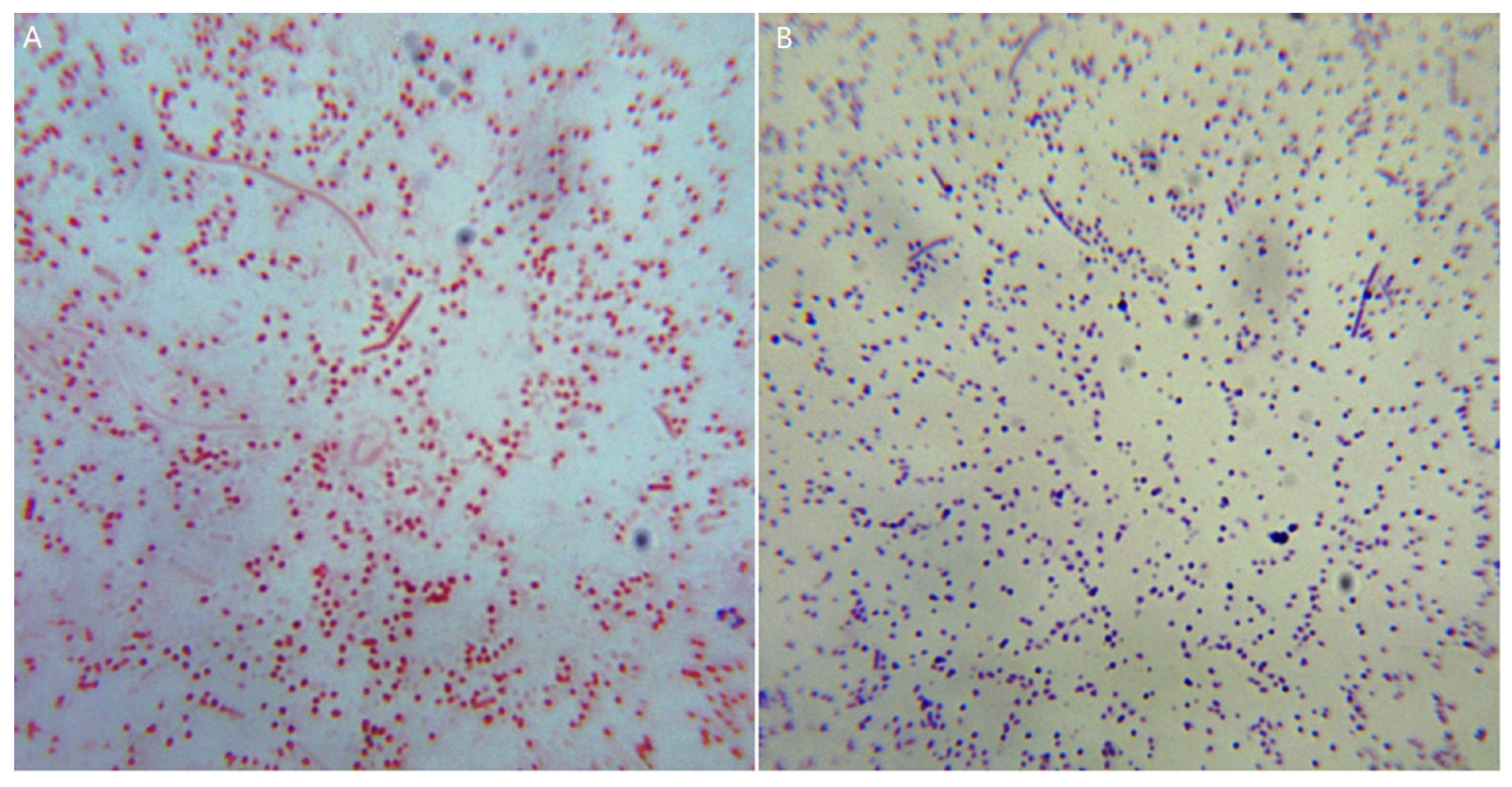 Vetsci 09 00528 g004 Vetsci 09 00528 g004