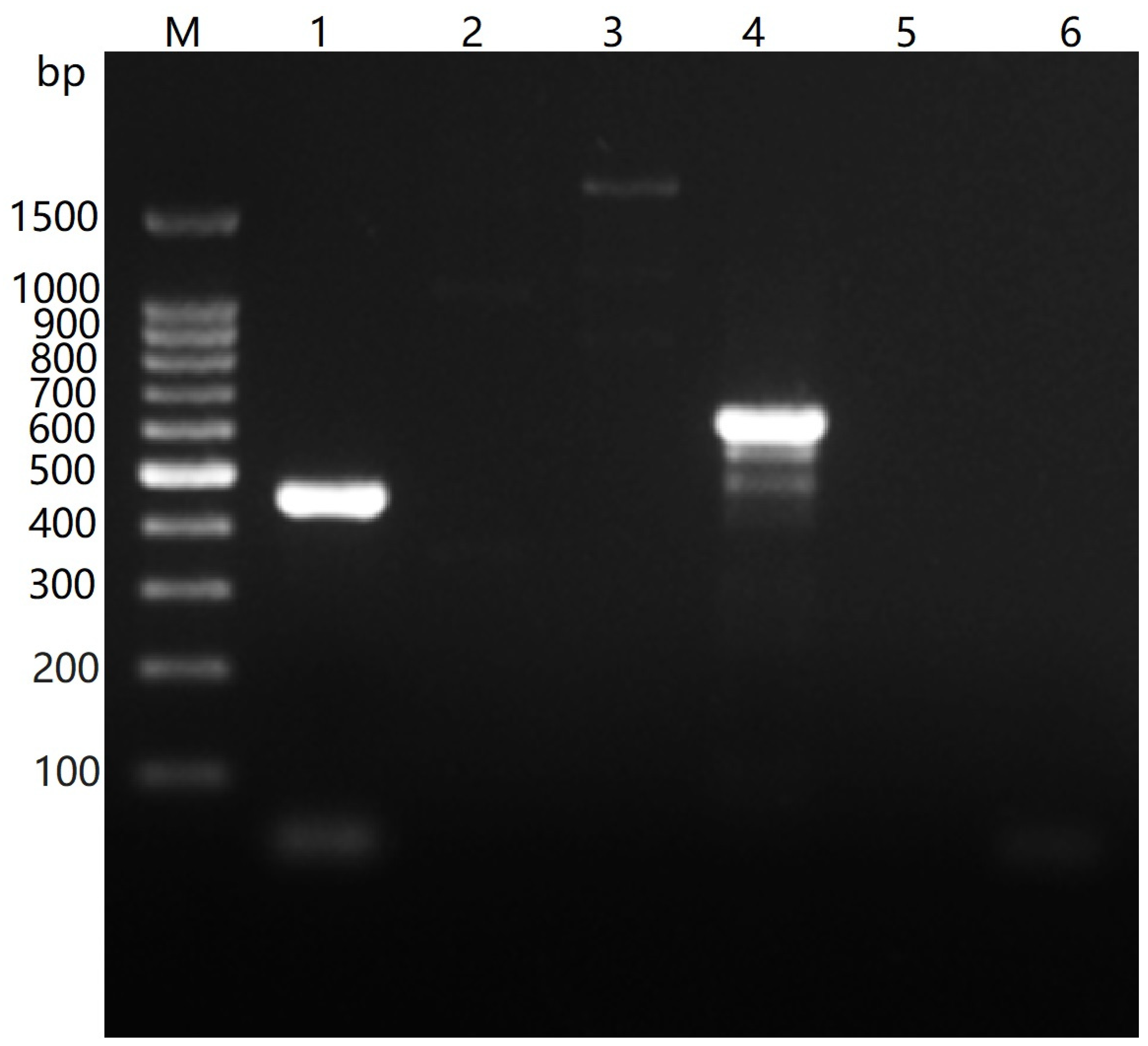 Vetsci 09 00528 g006 Vetsci 09 00528 g006