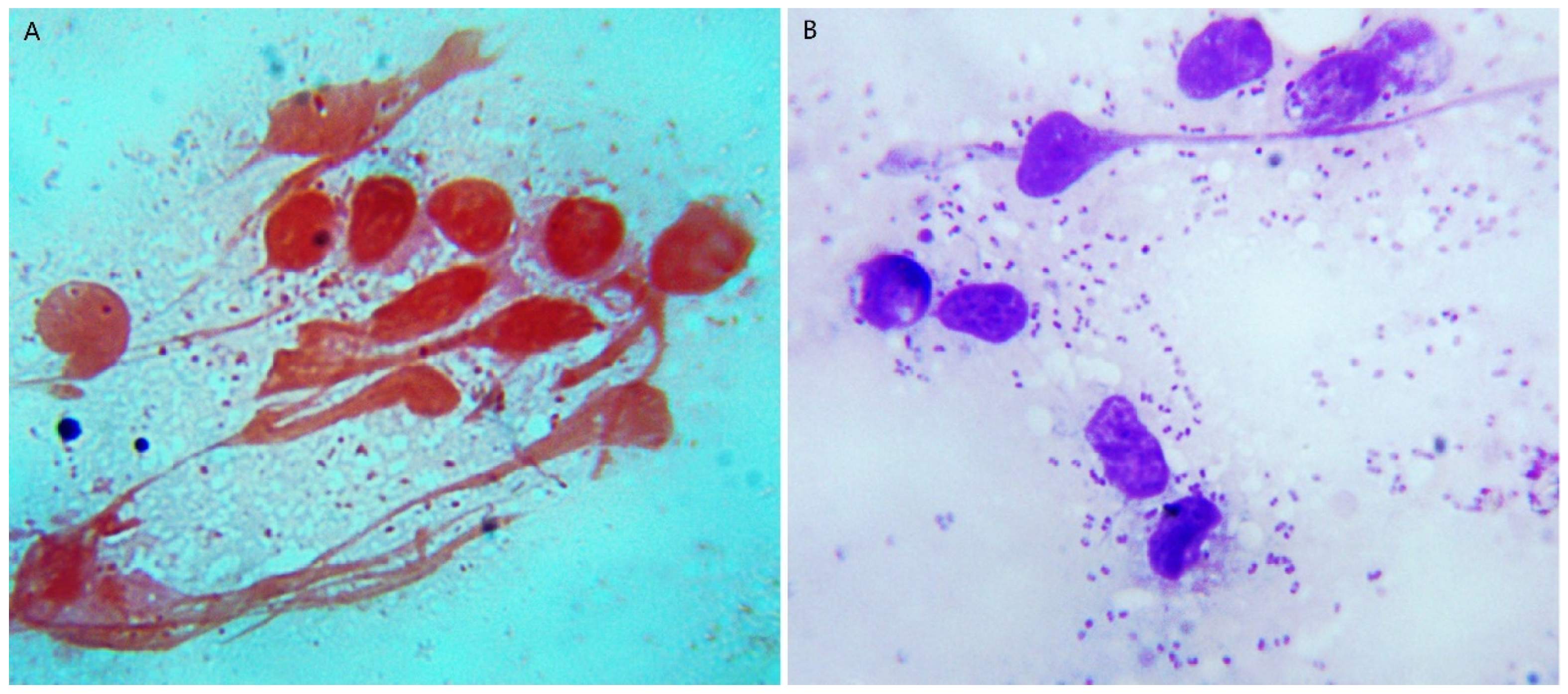 Vetsci 09 00528 g007 Vetsci 09 00528 g007