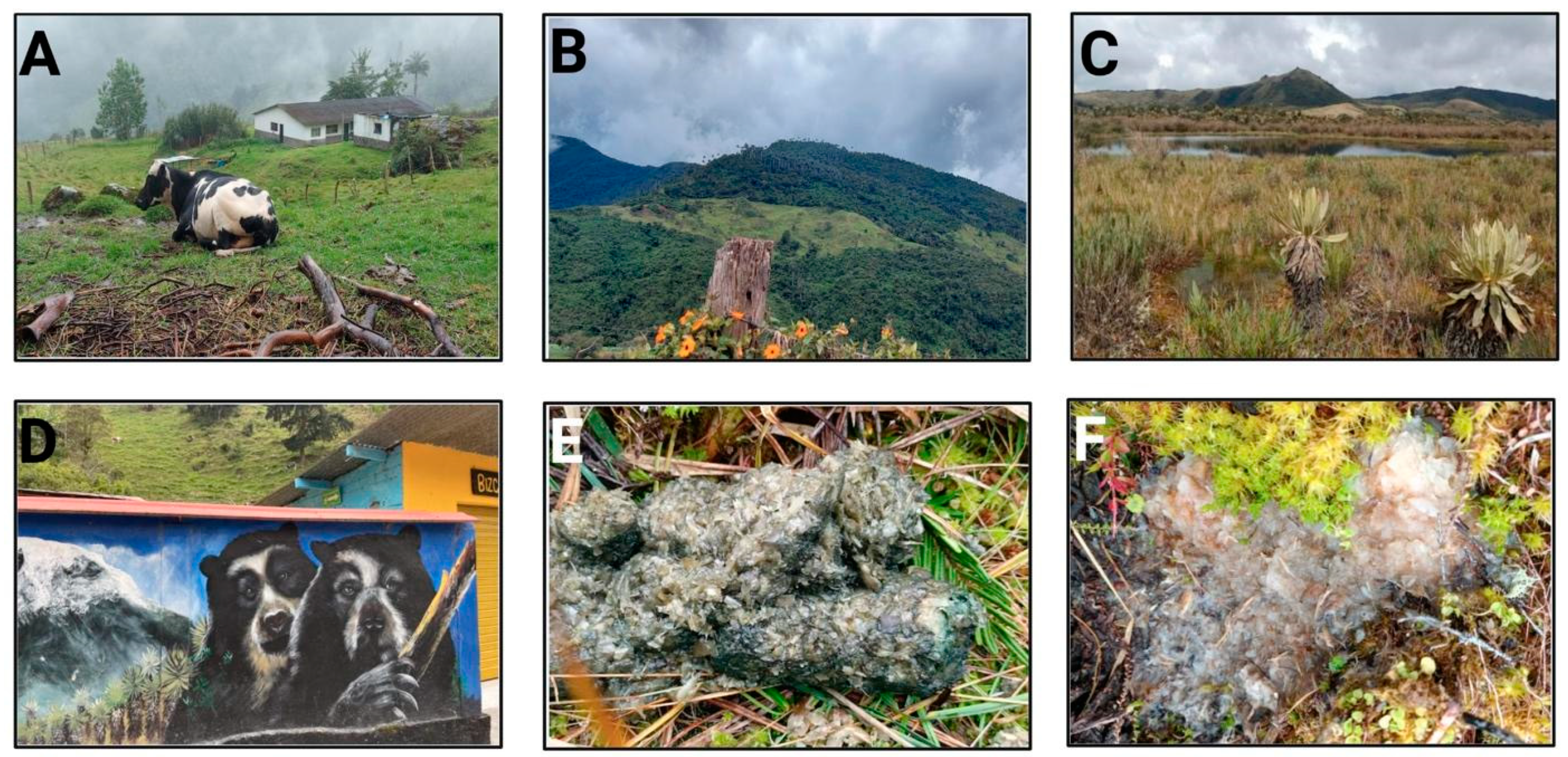 Vetsci 09 00537 g002