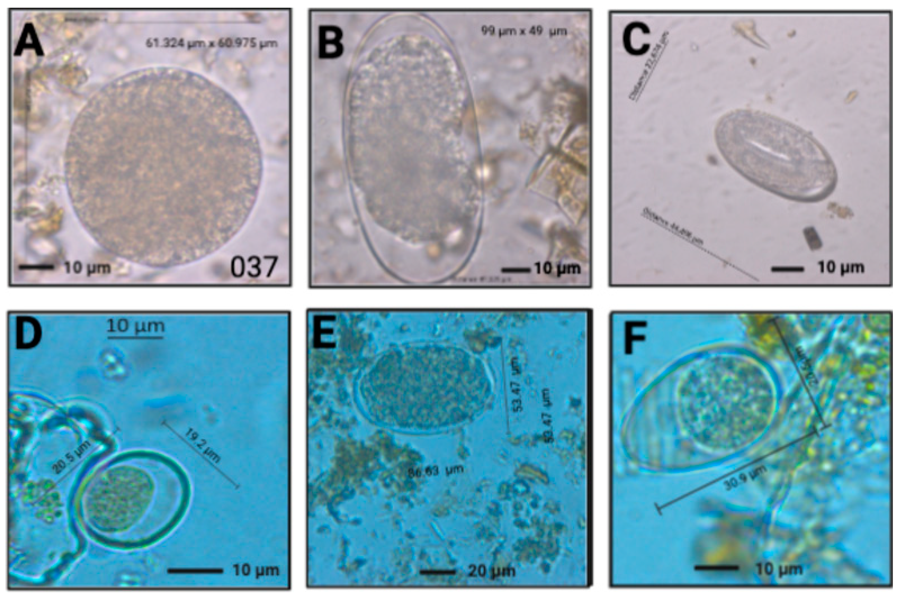 Vetsci 09 00537 g004