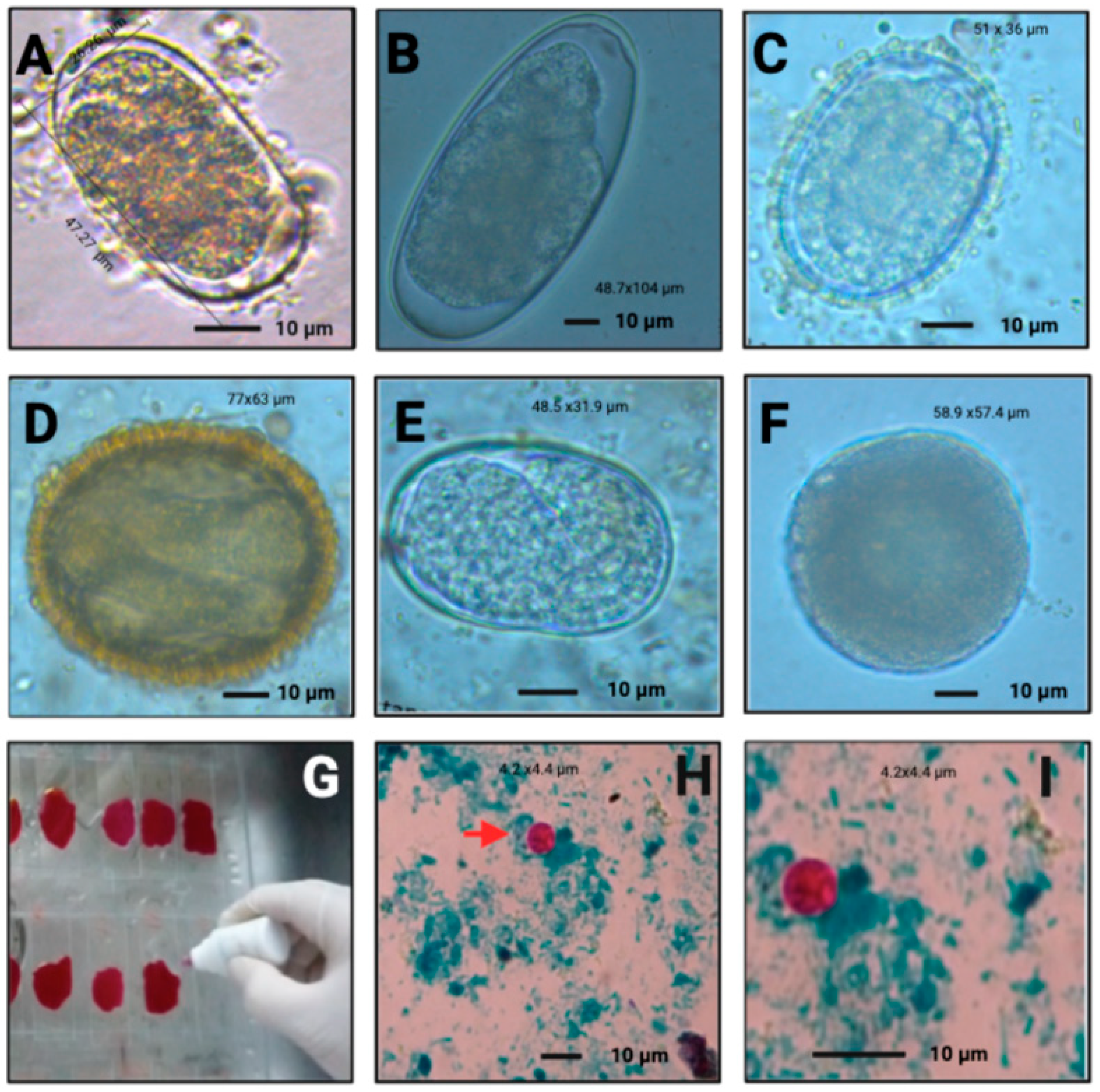 Vetsci 09 00537 g005