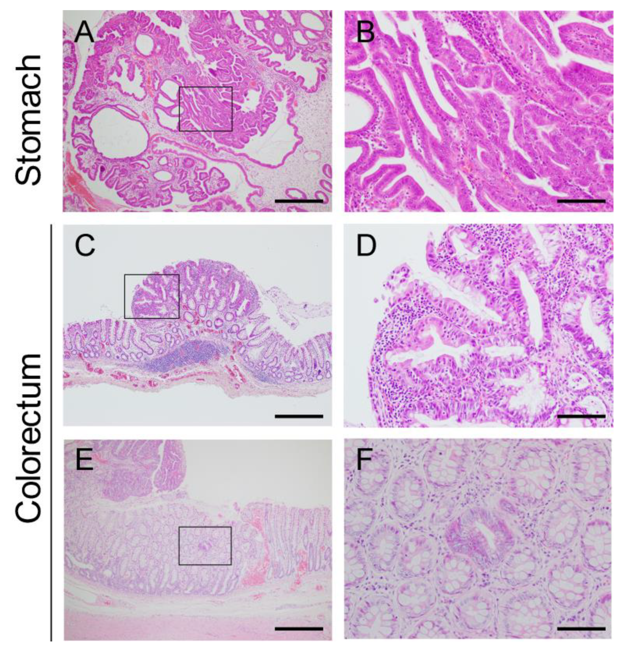 Vetsci 09 00551 g007