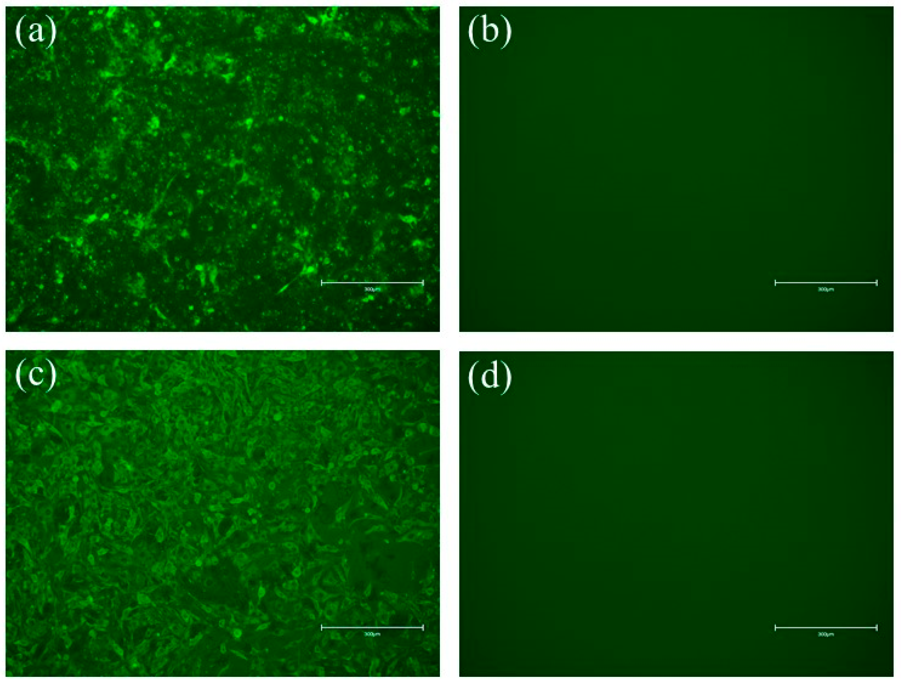 Vetsci 09 00555 g002 Vetsci 09 00555 g002
