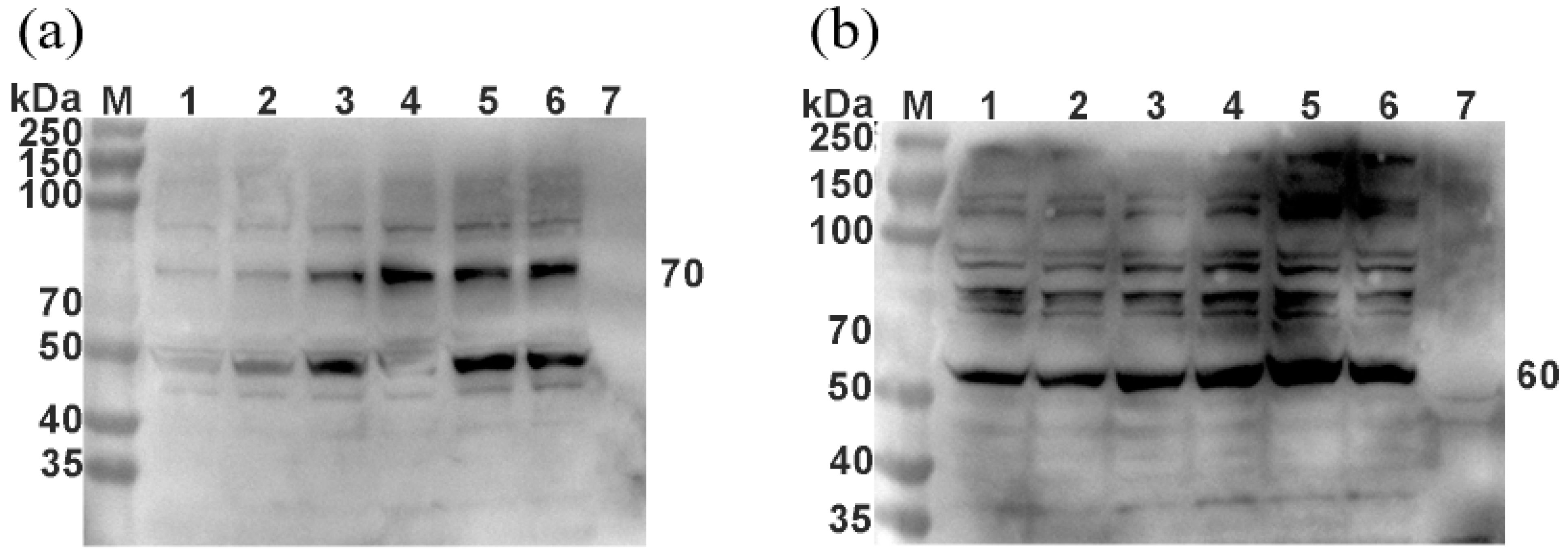 Vetsci 09 00555 g004 Vetsci 09 00555 g004