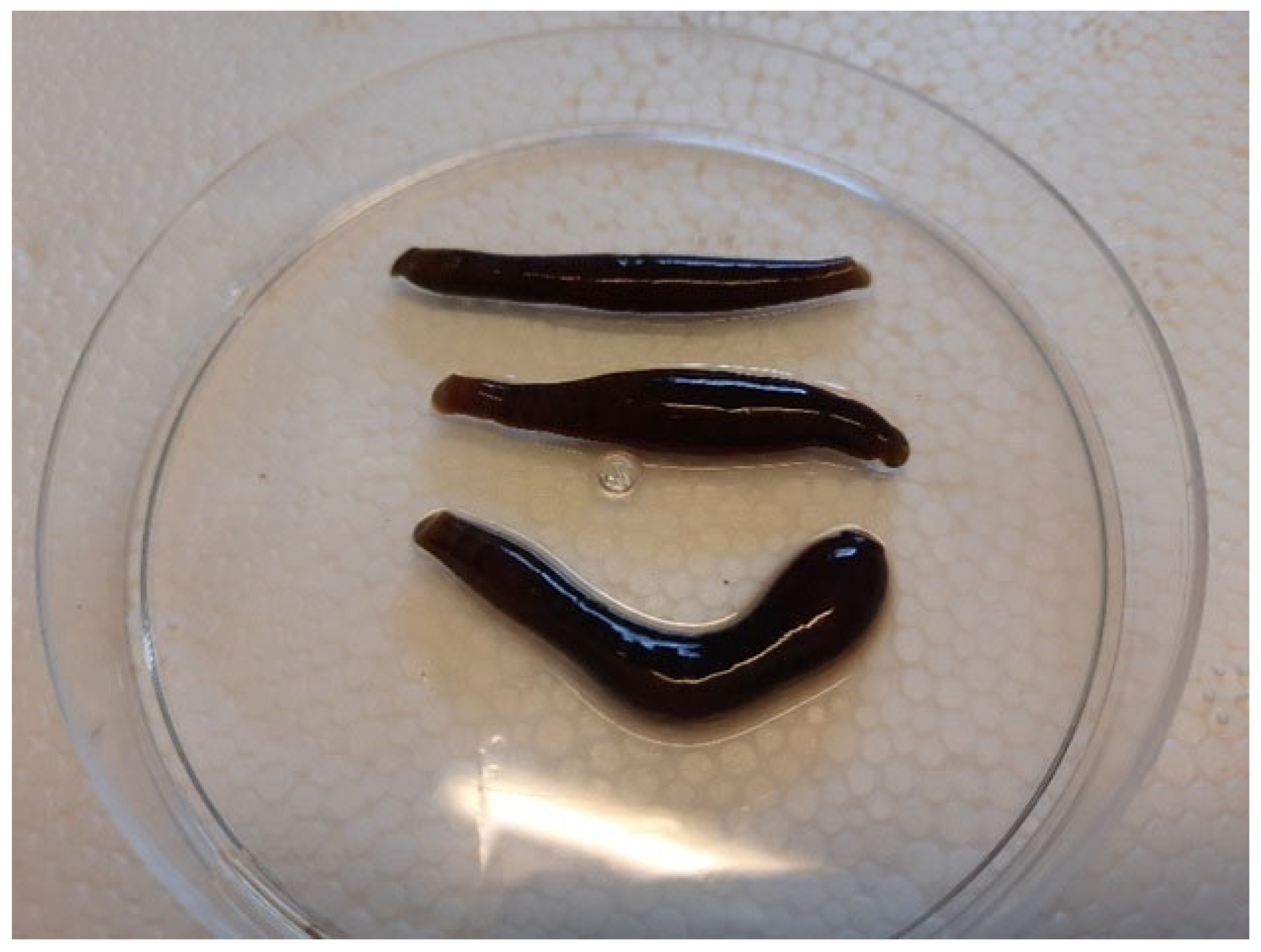 Veterinary Sciences Free FullText Infection in
