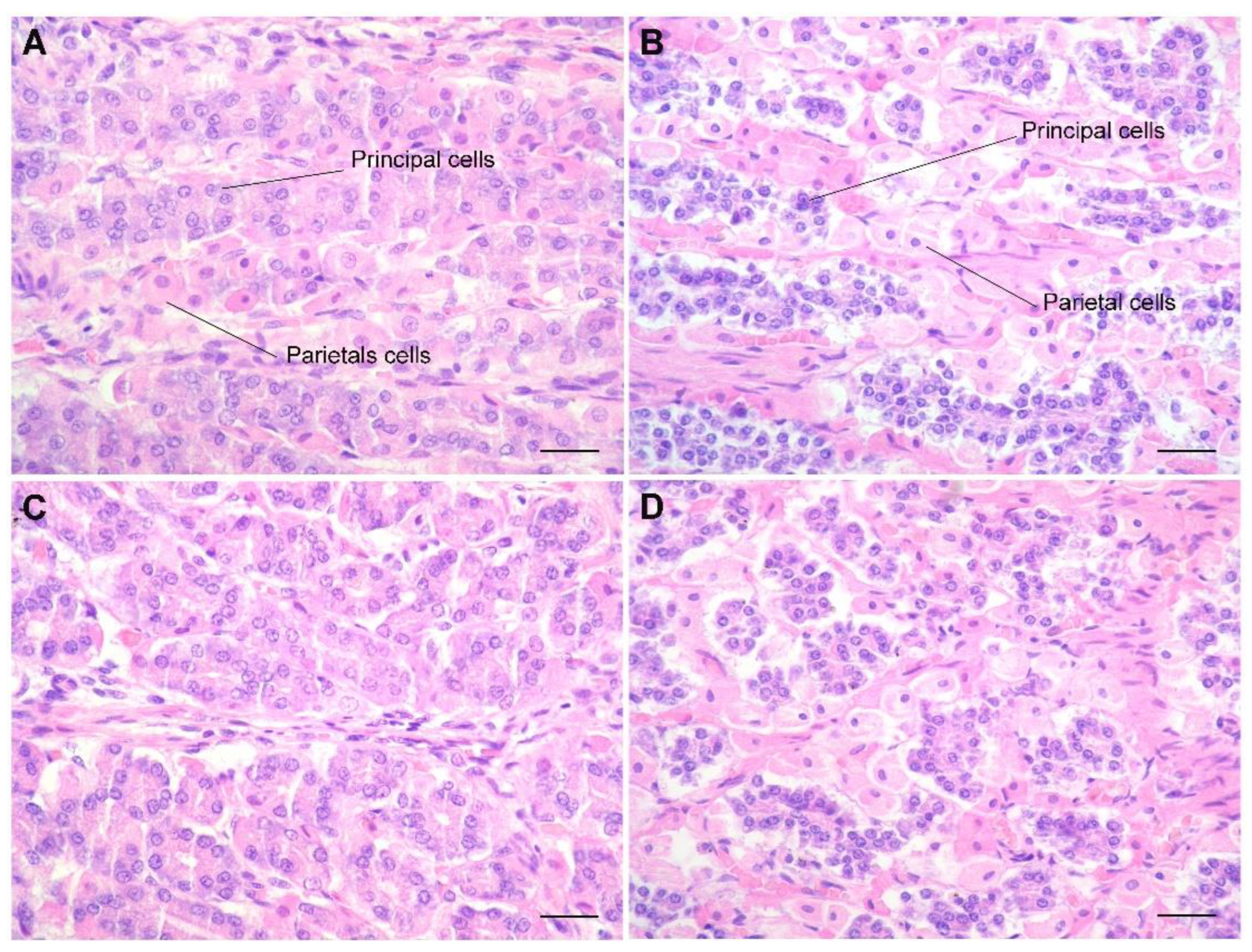 Vetsci 09 00571 g003
