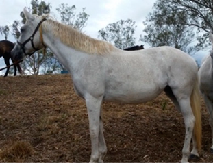 Vetsci 09 00572 i001