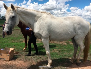 Vetsci 09 00572 i002