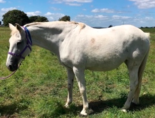 Vetsci 09 00572 i003