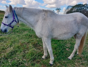 Vetsci 09 00572 i004