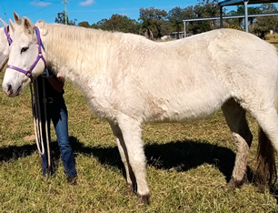 Vetsci 09 00572 i005