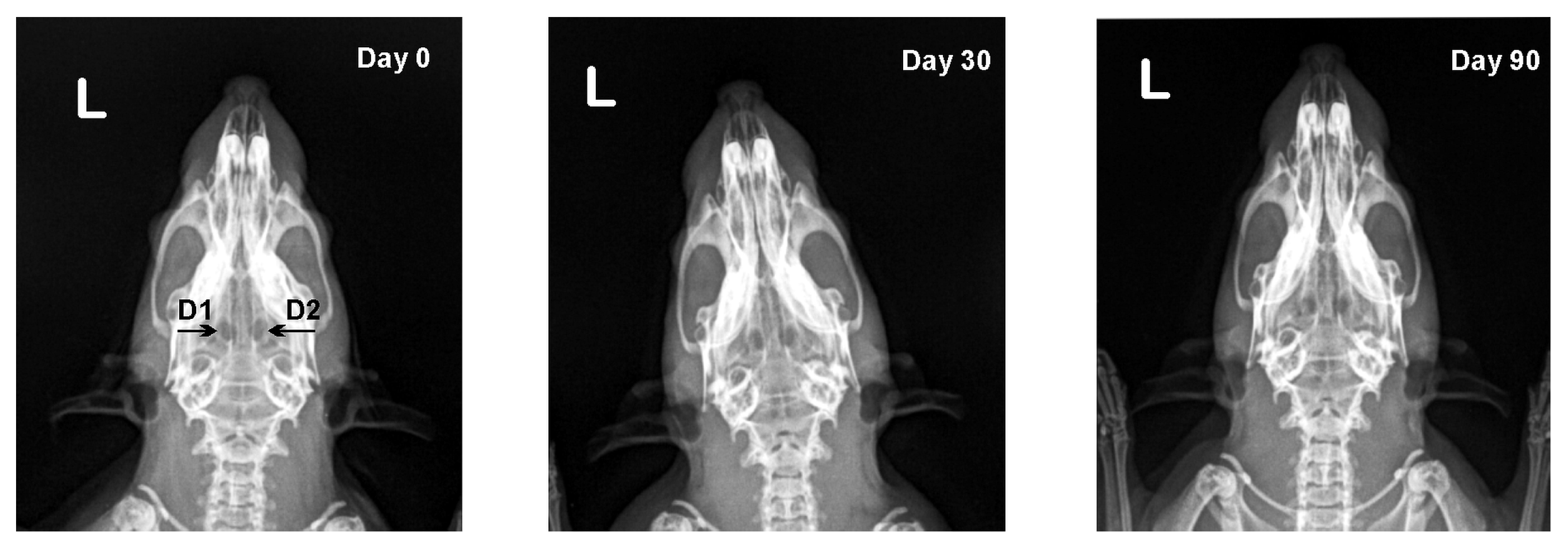 Vetsci 09 00578 g002