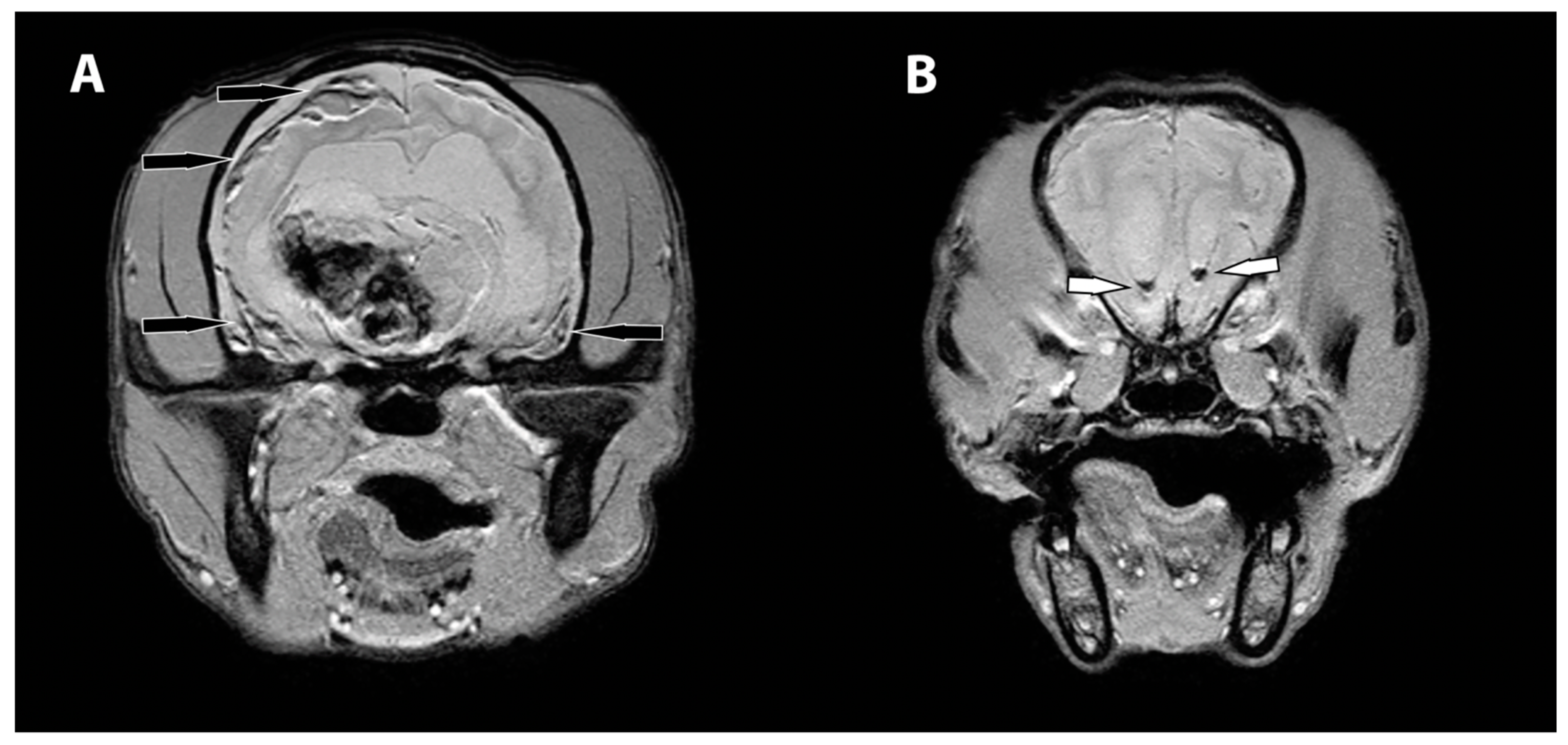 Vetsci 09 00580 g002