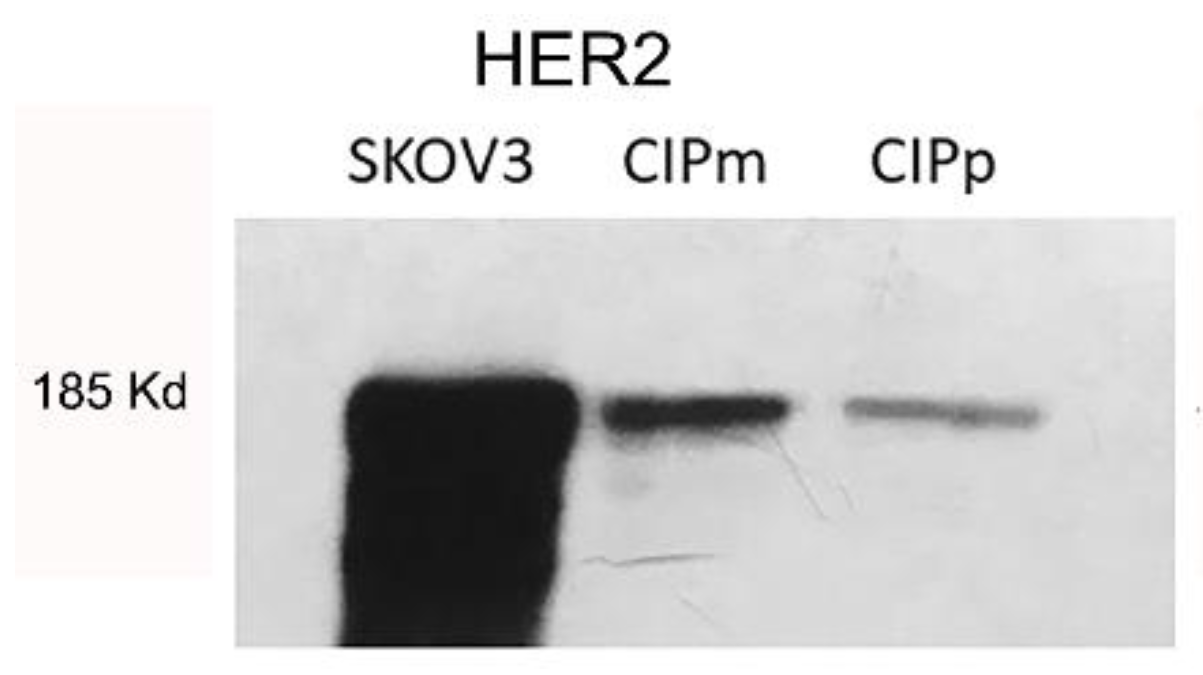 Vetsci 09 00583 g001