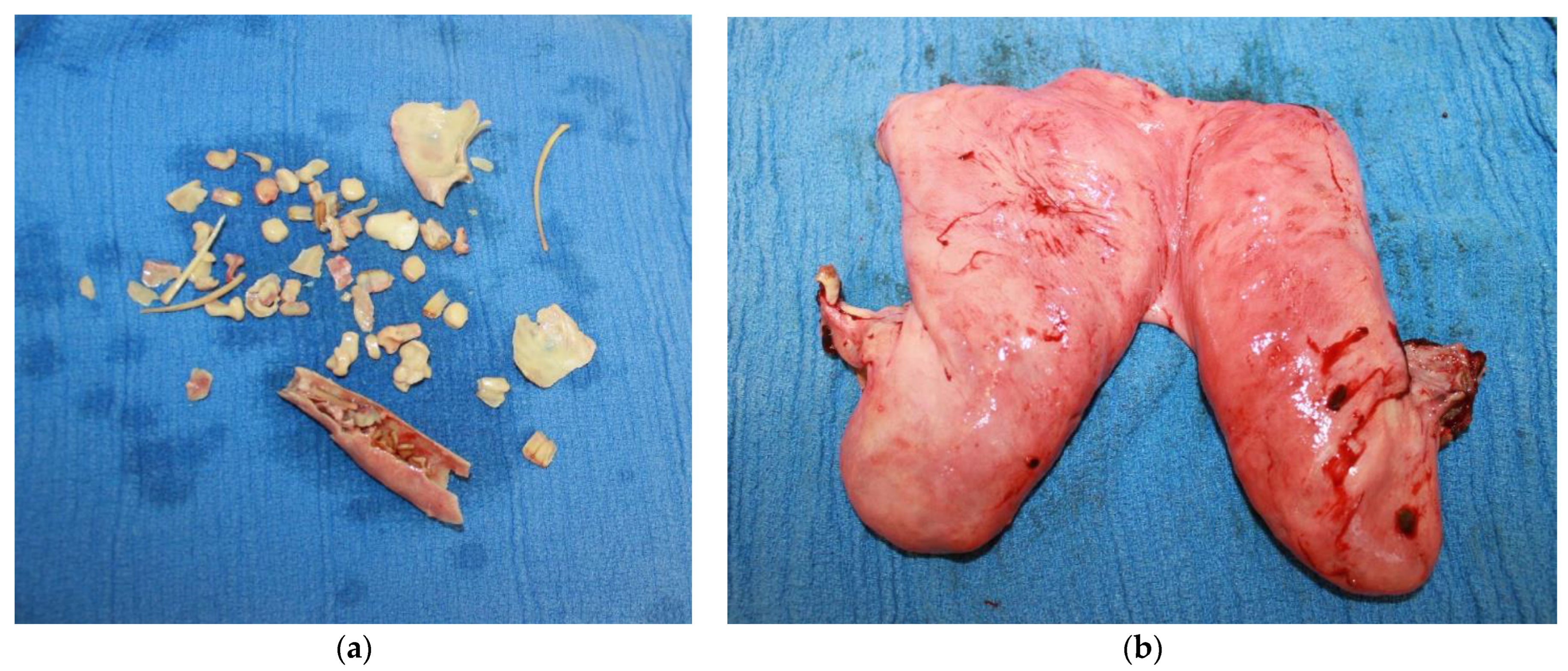 Vetsci 09 00584 g003 Vetsci 09 00584 g003