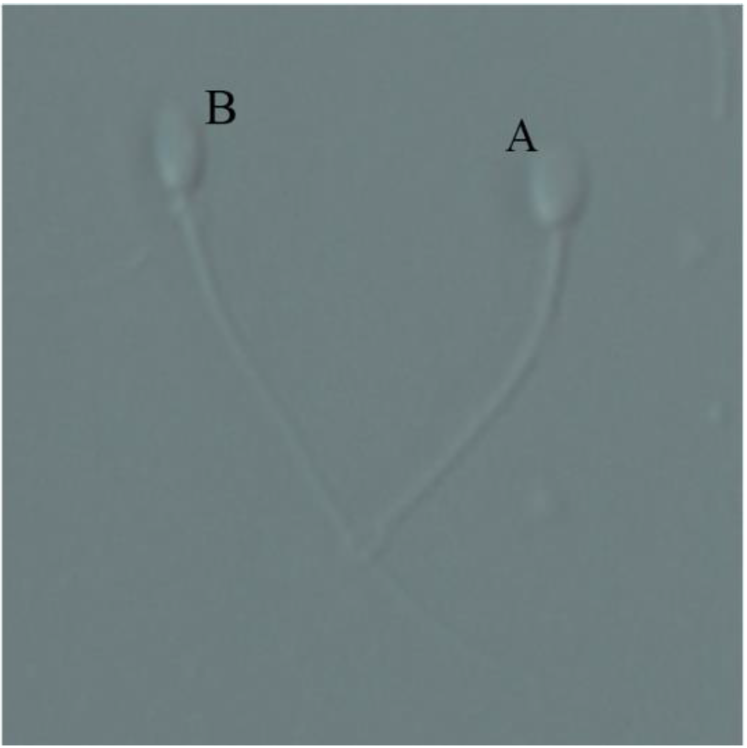 Vetsci 09 00588 g001 Vetsci 09 00588 g001