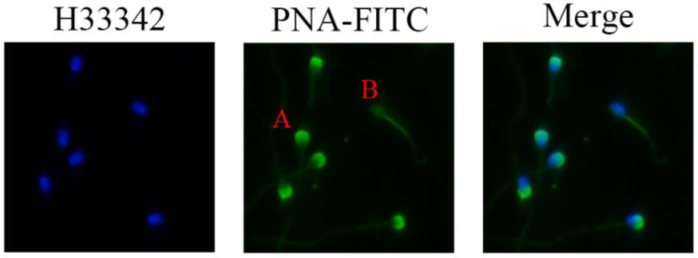 Vetsci 09 00588 g002 Vetsci 09 00588 g002