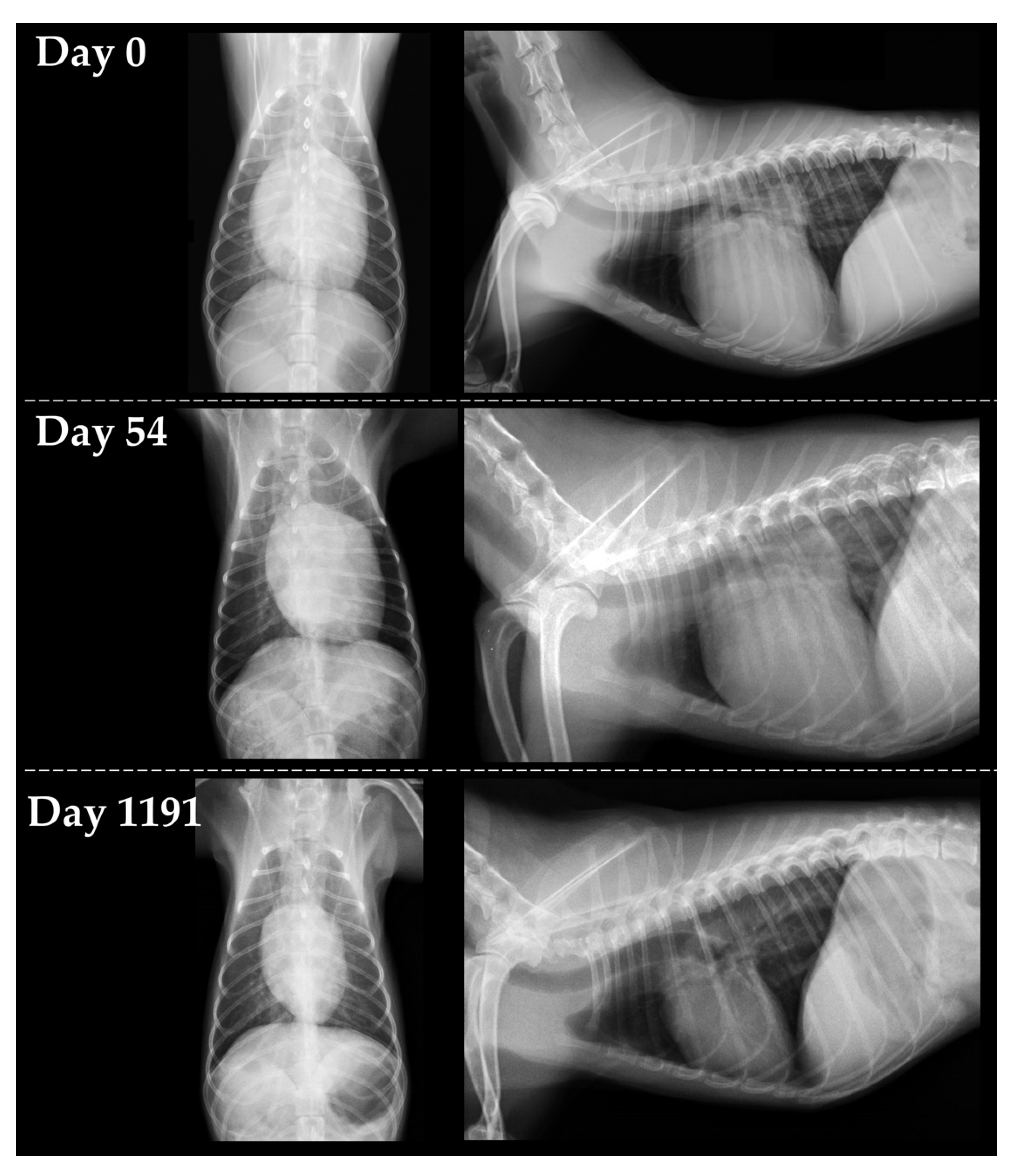 can dilated cardiomyopathy be cured in dogs