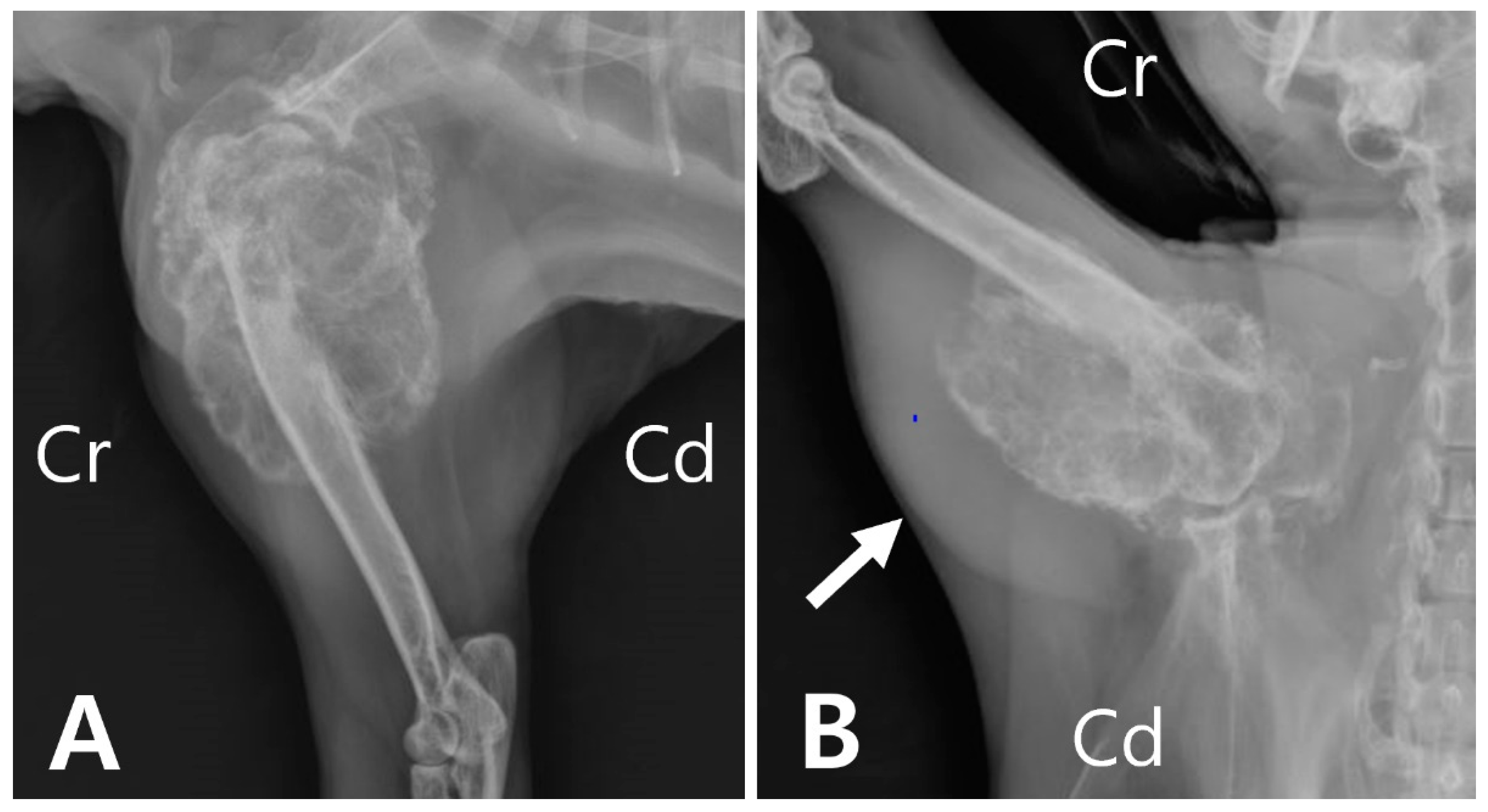 Veterinary Sciences Free Full Text Humeral Aneurysmal Bone Cyst In veterinary-sciences-free-full-text-humeral-aneurysmal-bone-cyst-in