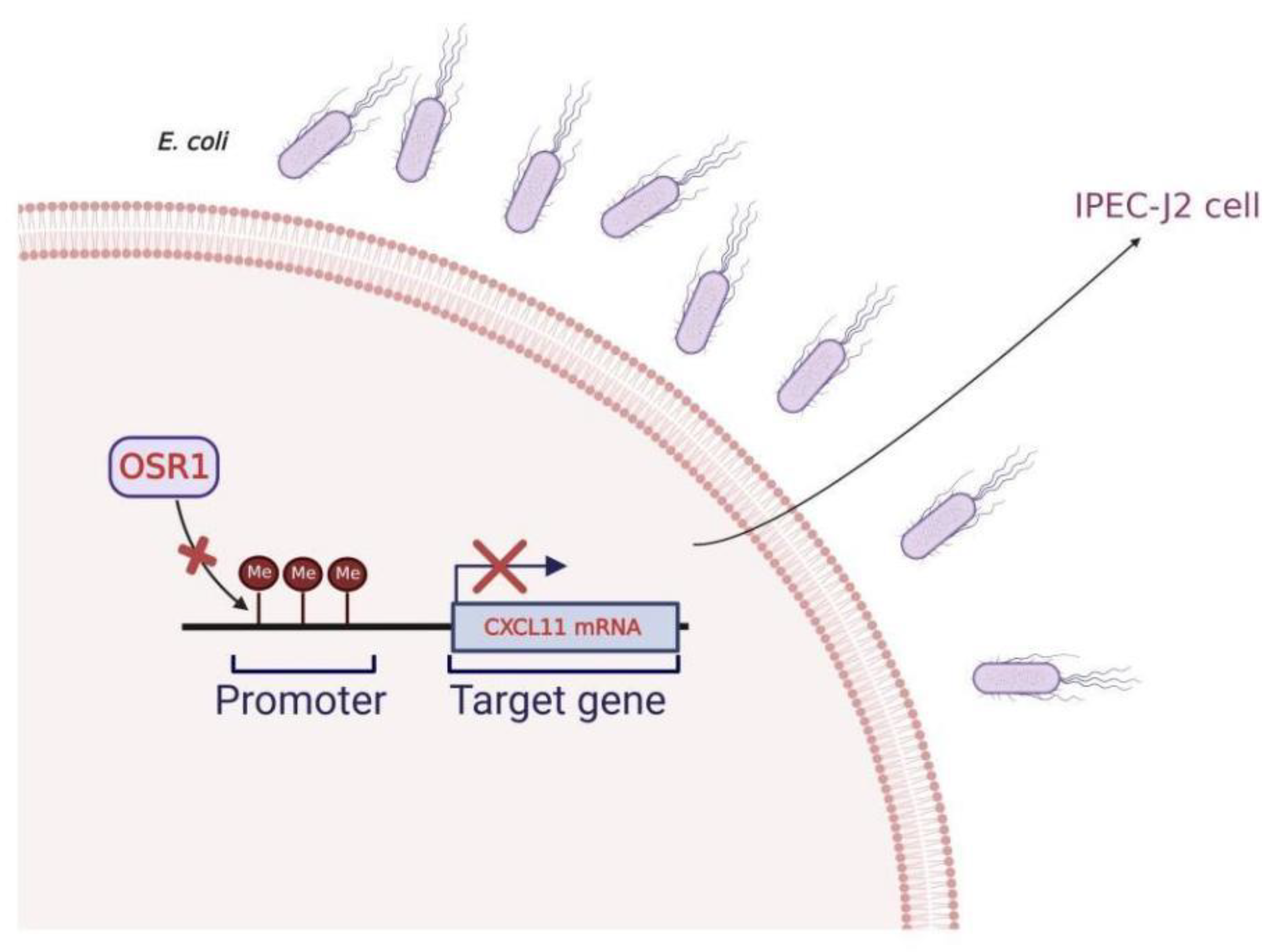 Vetsci 09 00600 g008 Vetsci 09 00600 g008