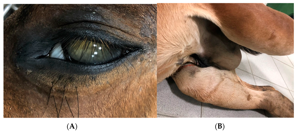 Vetsci 09 00605 g002 Vetsci 09 00605 g002