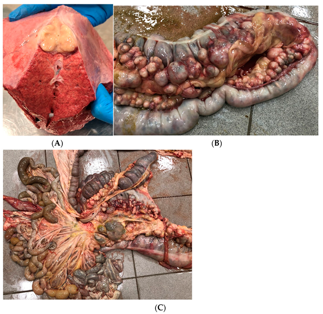Vetsci 09 00605 g003 Vetsci 09 00605 g003