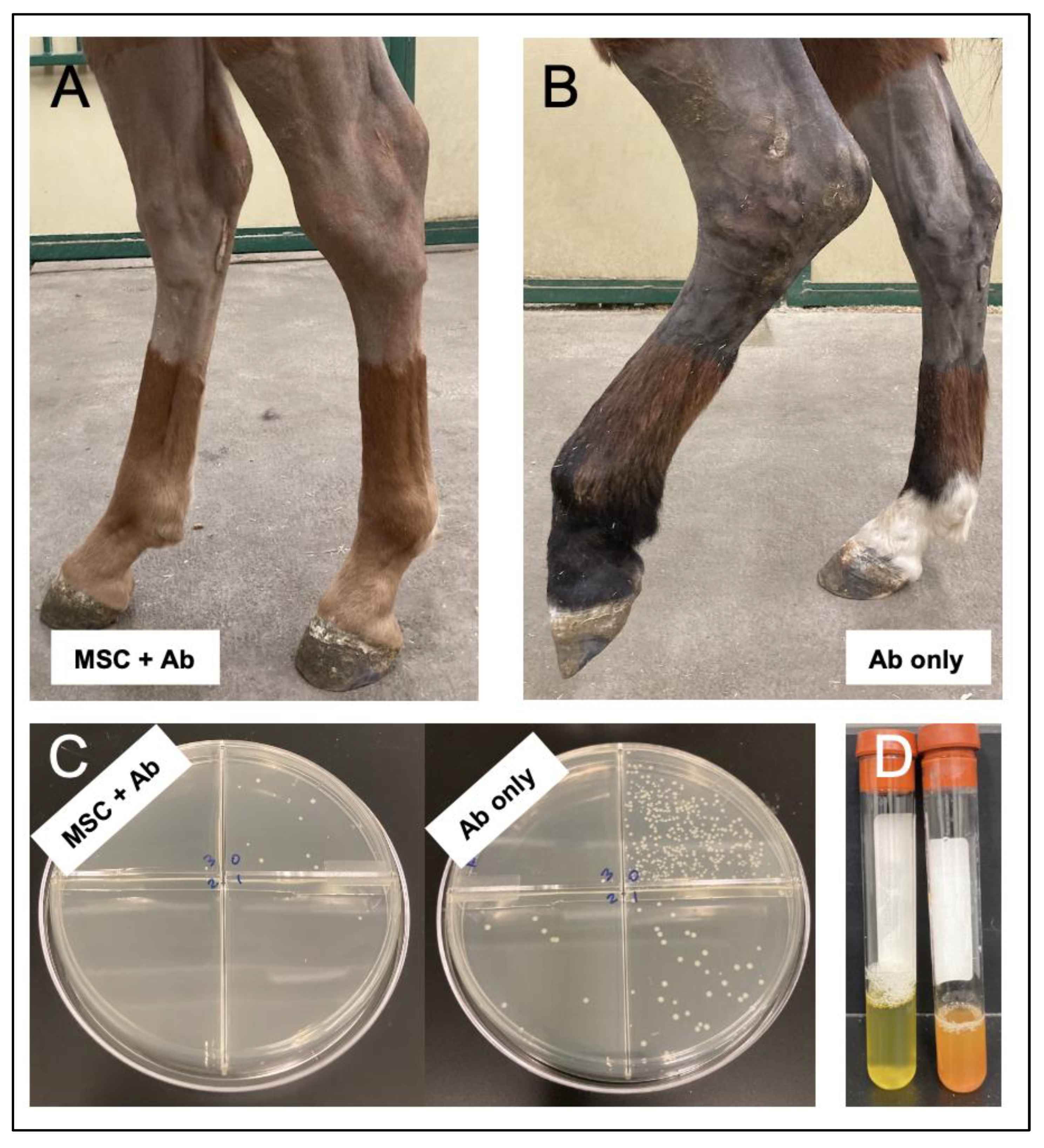 Vetsci 09 00610 g002