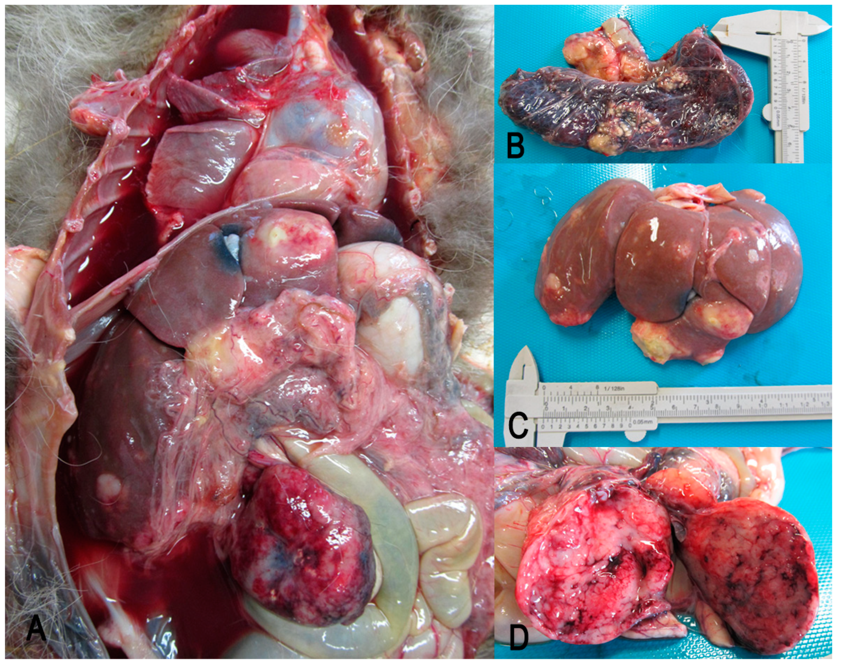 Vetsci 09 00611 g001