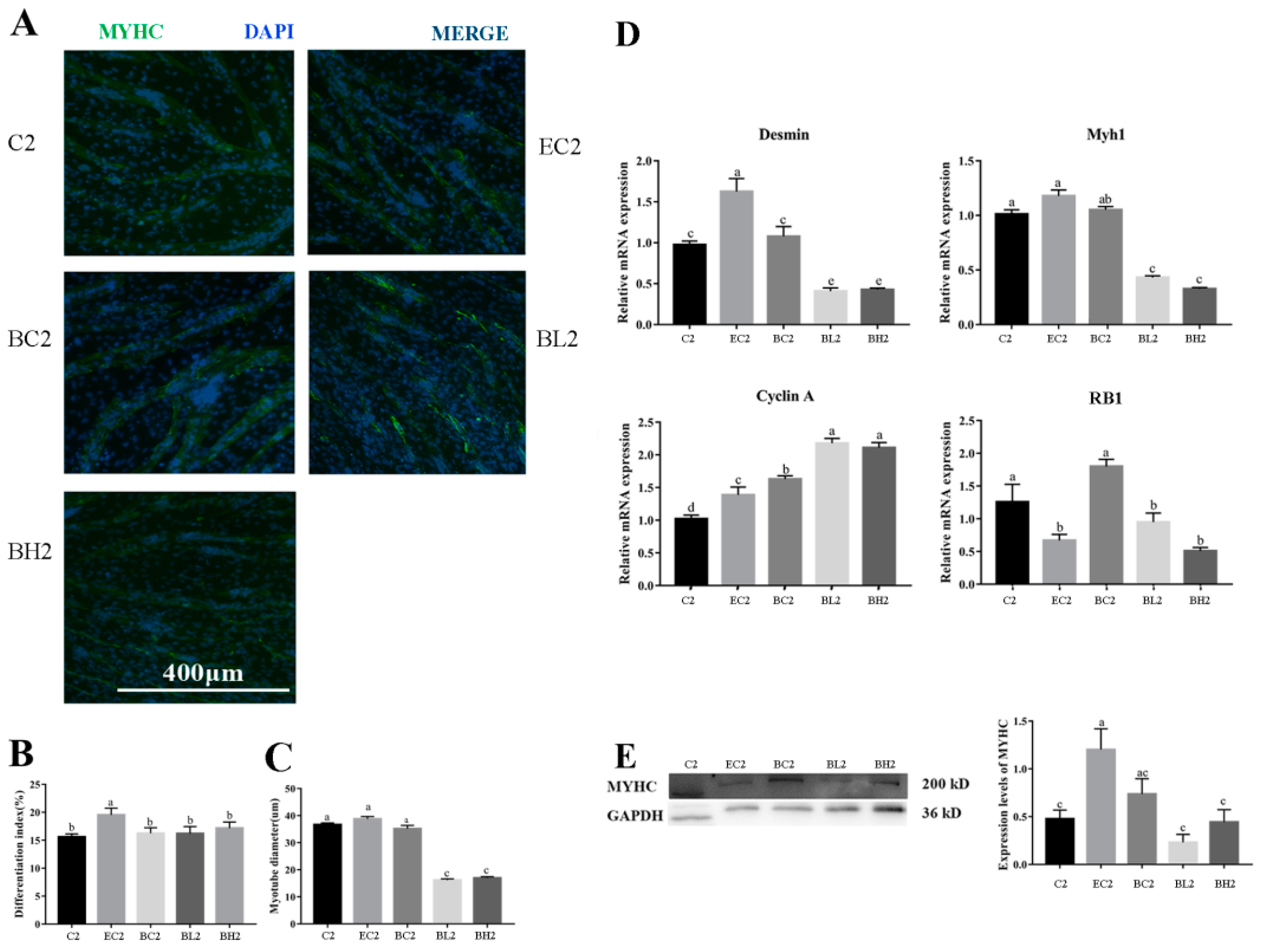 Vetsci 09 00615 g007 Vetsci 09 00615 g007