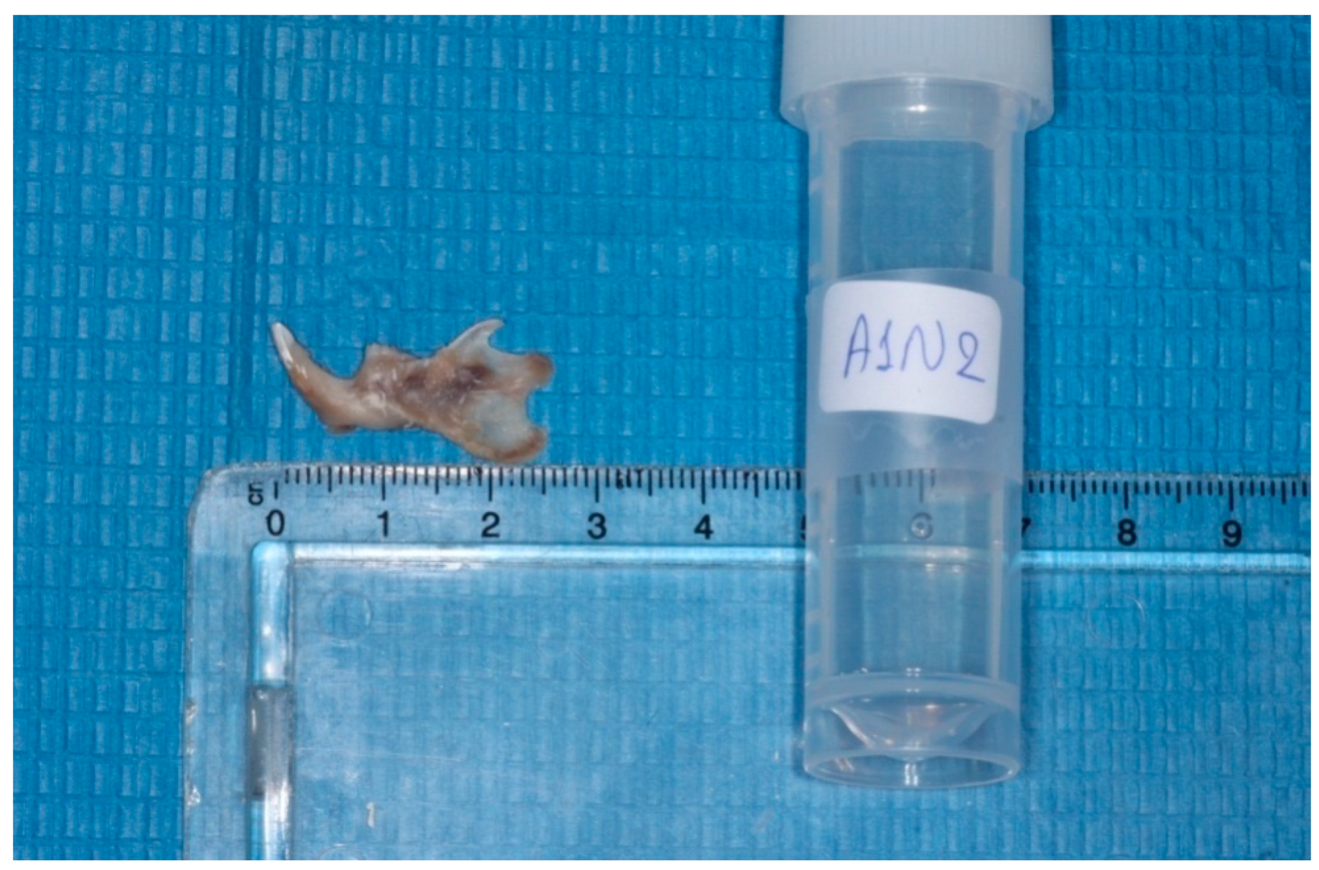 Vetsci 09 00625 g002