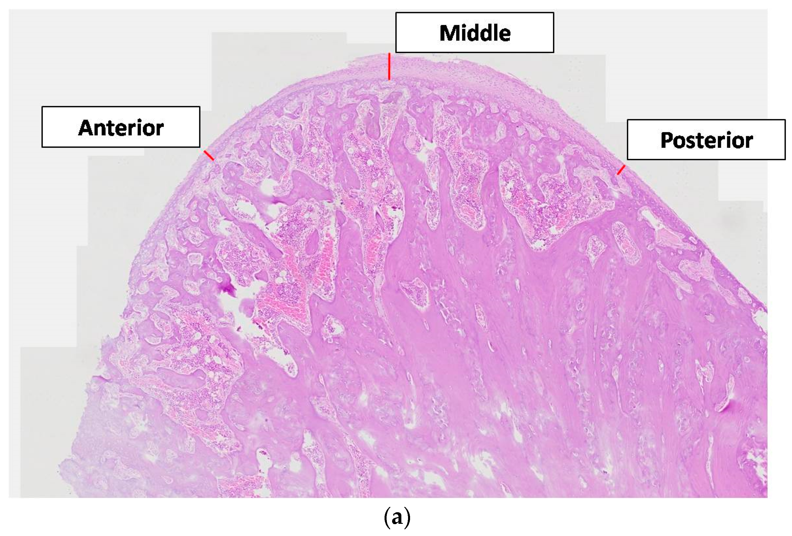 Vetsci 09 00625 g004a
