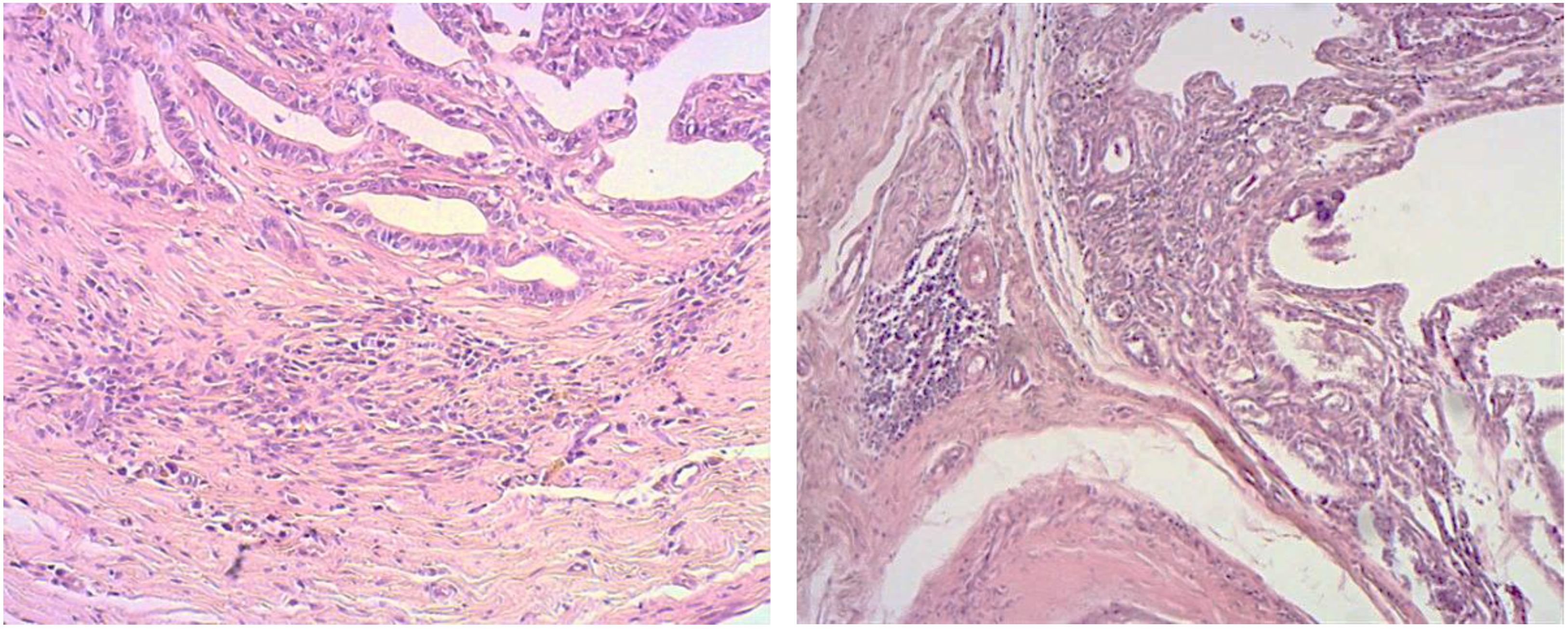 Vetsci 09 00628 g001