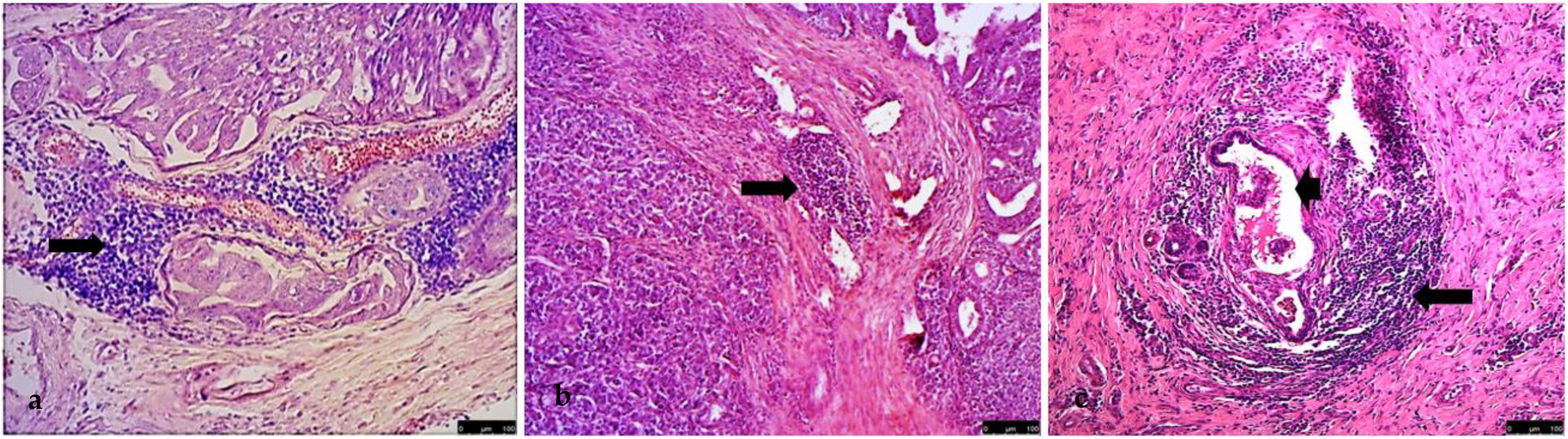 Vetsci 09 00628 g003