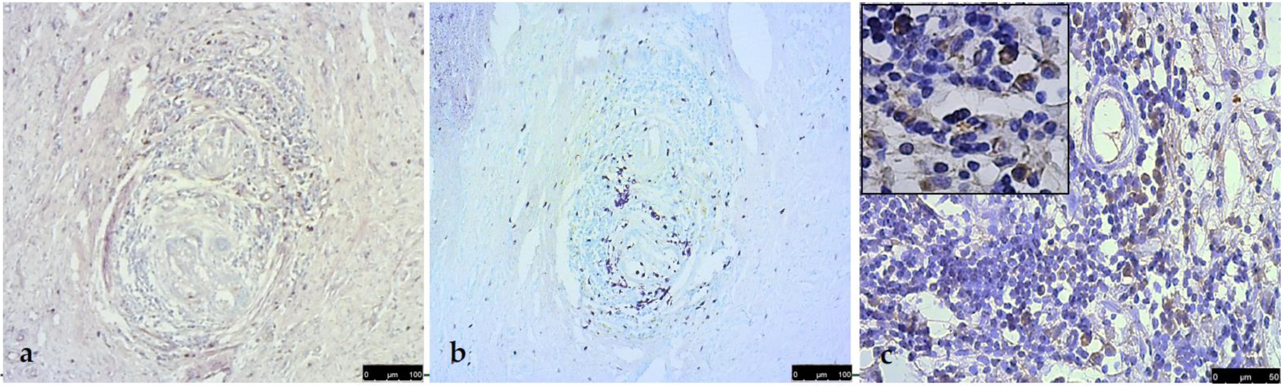 Vetsci 09 00628 g004