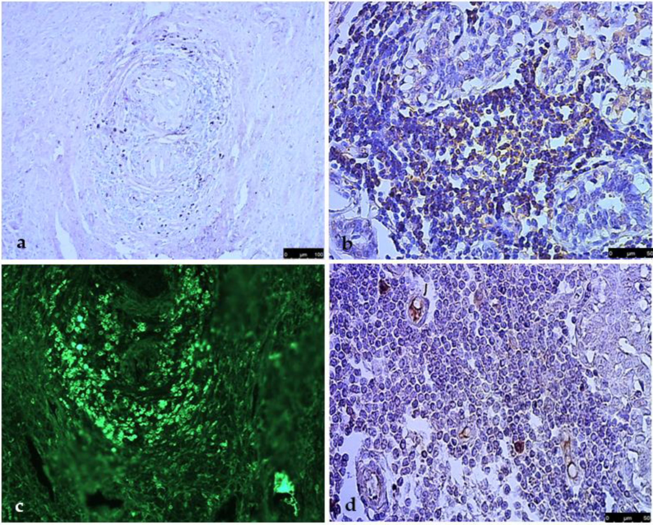 Vetsci 09 00628 g005