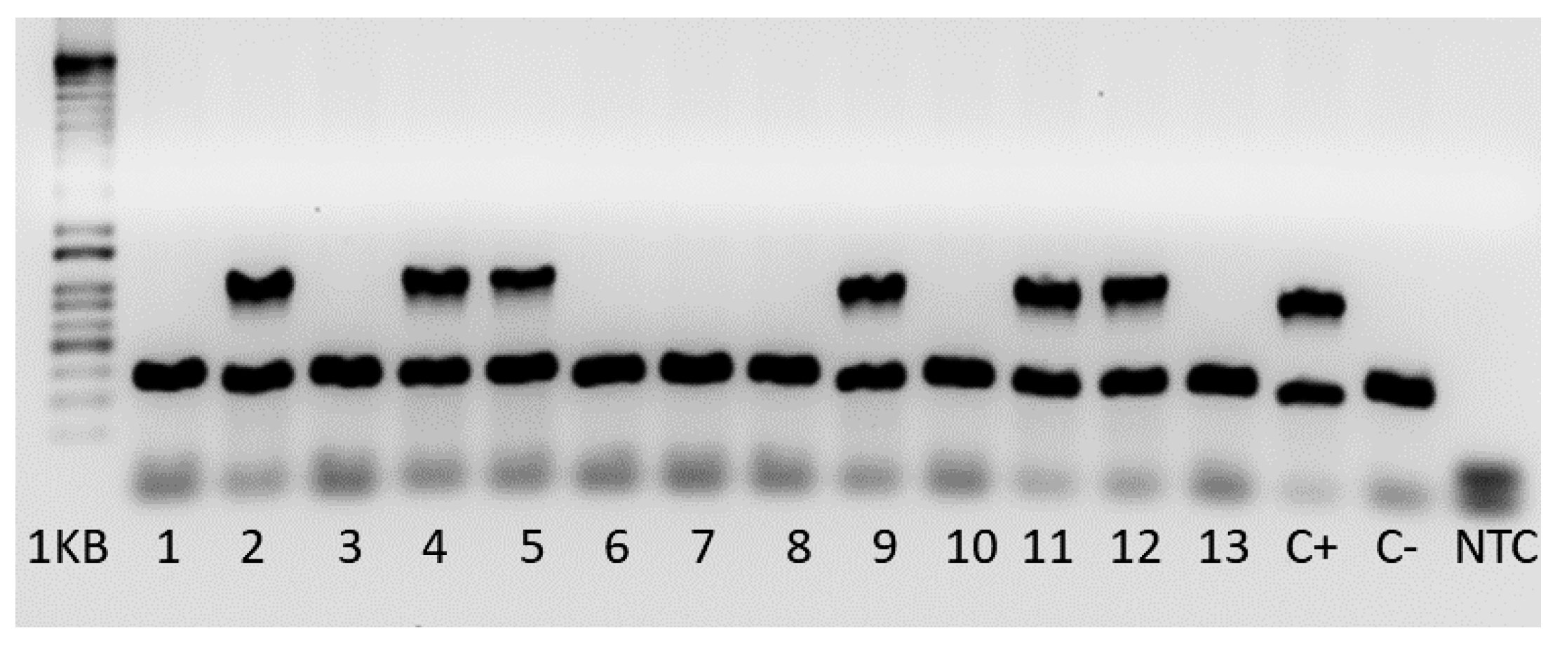 Vetsci 09 00636 g004 Vetsci 09 00636 g004