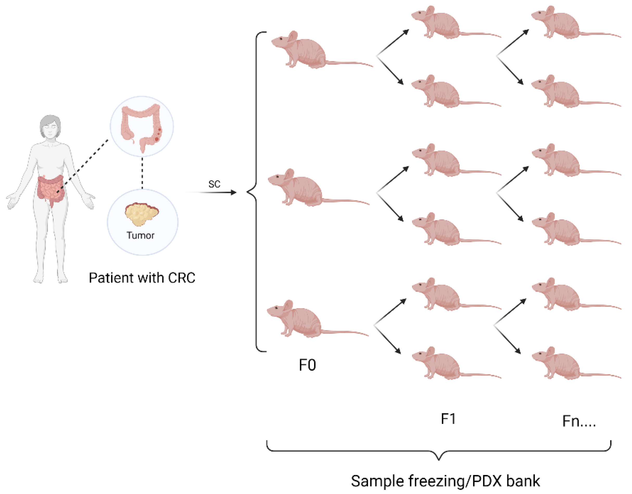 Vetsci 09 00636 g005 Vetsci 09 00636 g005
