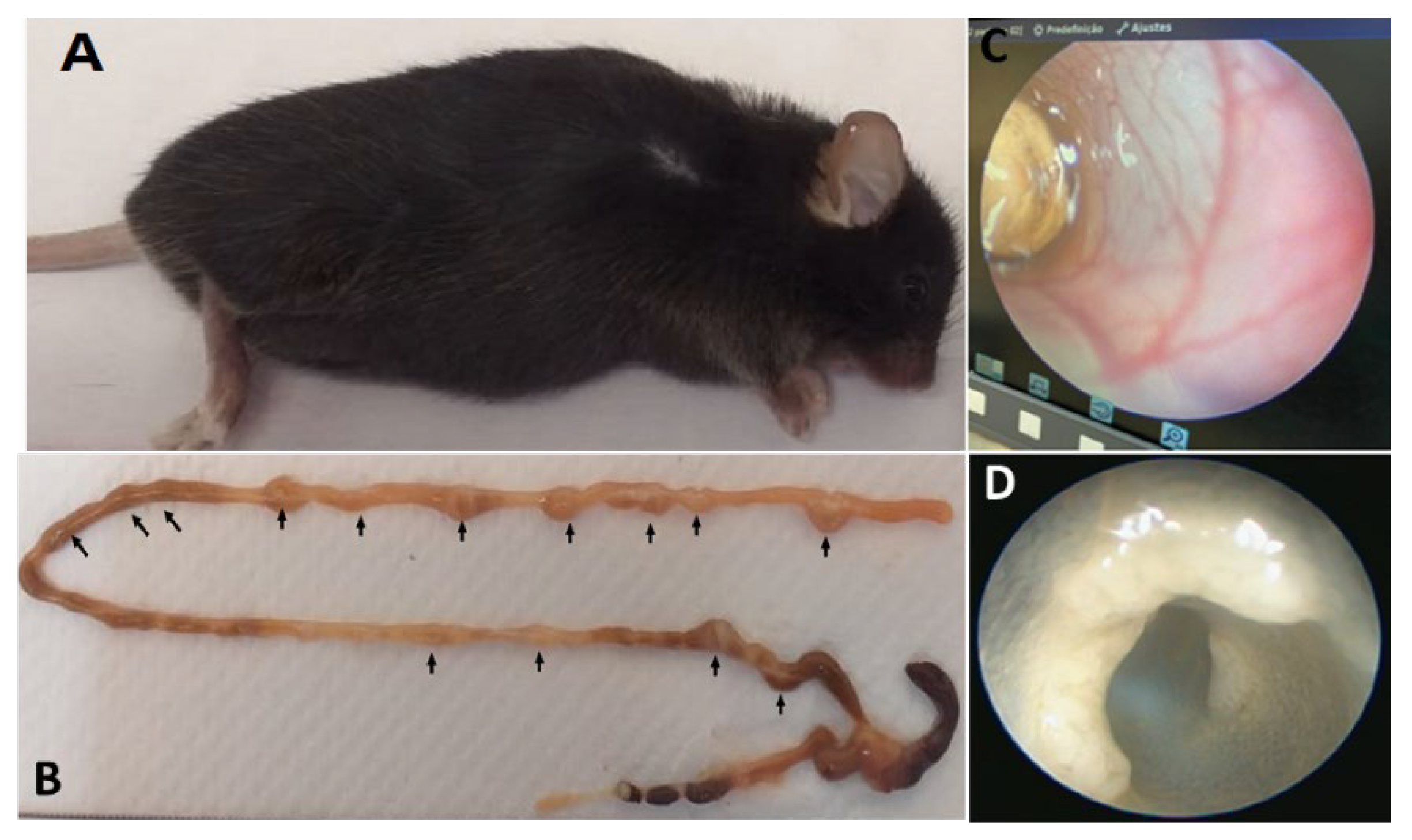 Vetsci 09 00636 g006 Vetsci 09 00636 g006