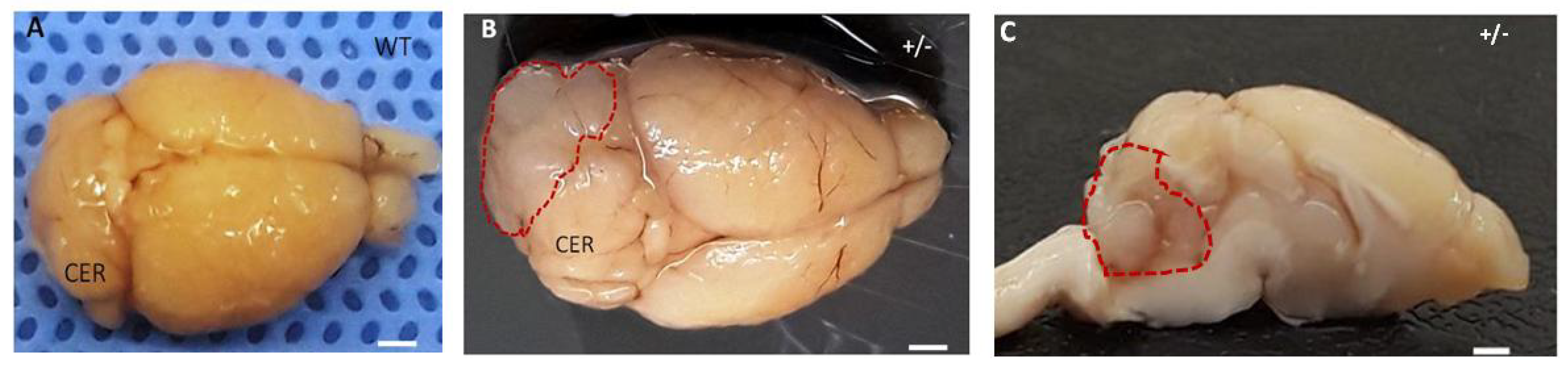 Vetsci 09 00636 g008 Vetsci 09 00636 g008