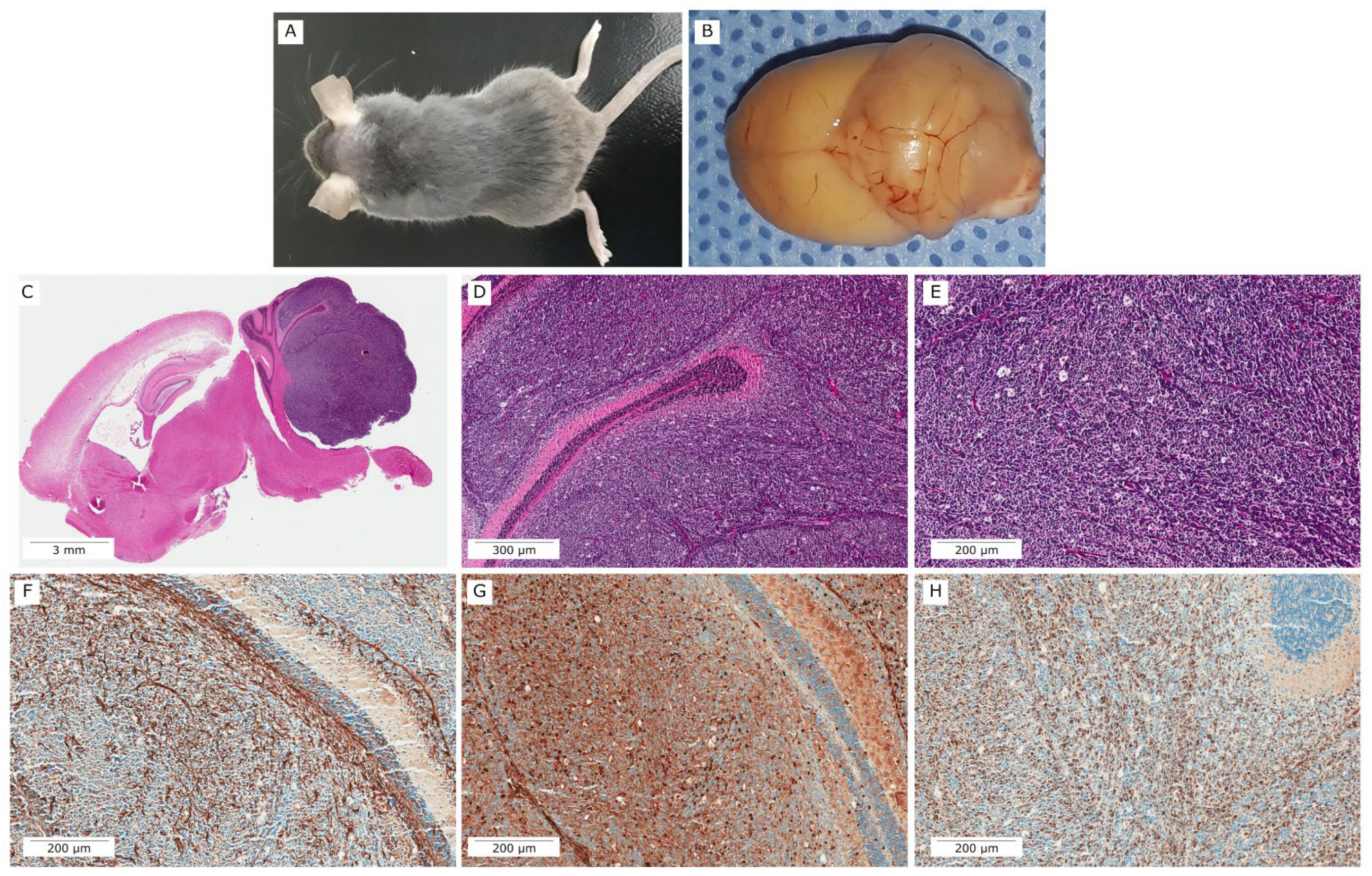 Vetsci 09 00636 g009 Vetsci 09 00636 g009