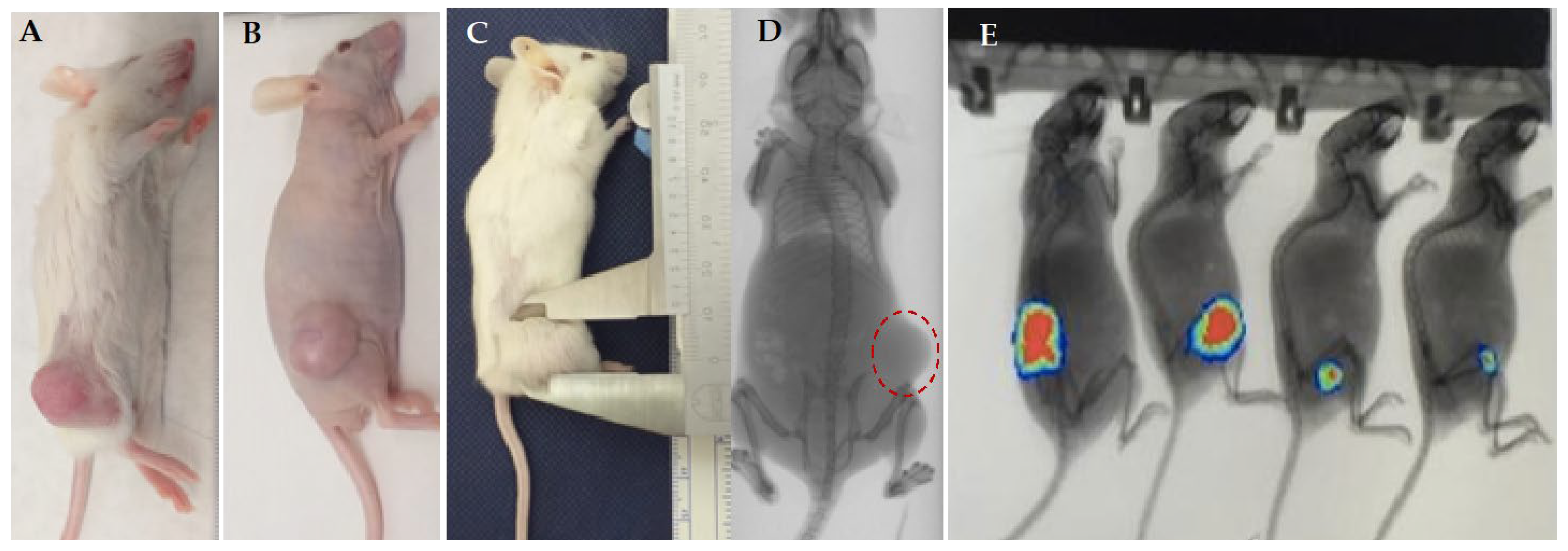 Vetsci 09 00636 g010 Vetsci 09 00636 g010