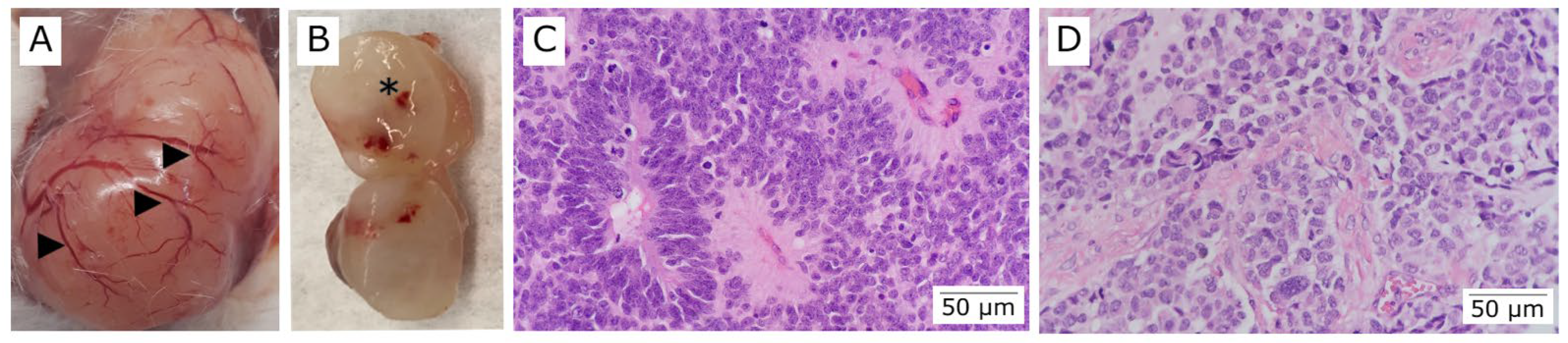 Vetsci 09 00636 g011 Vetsci 09 00636 g011