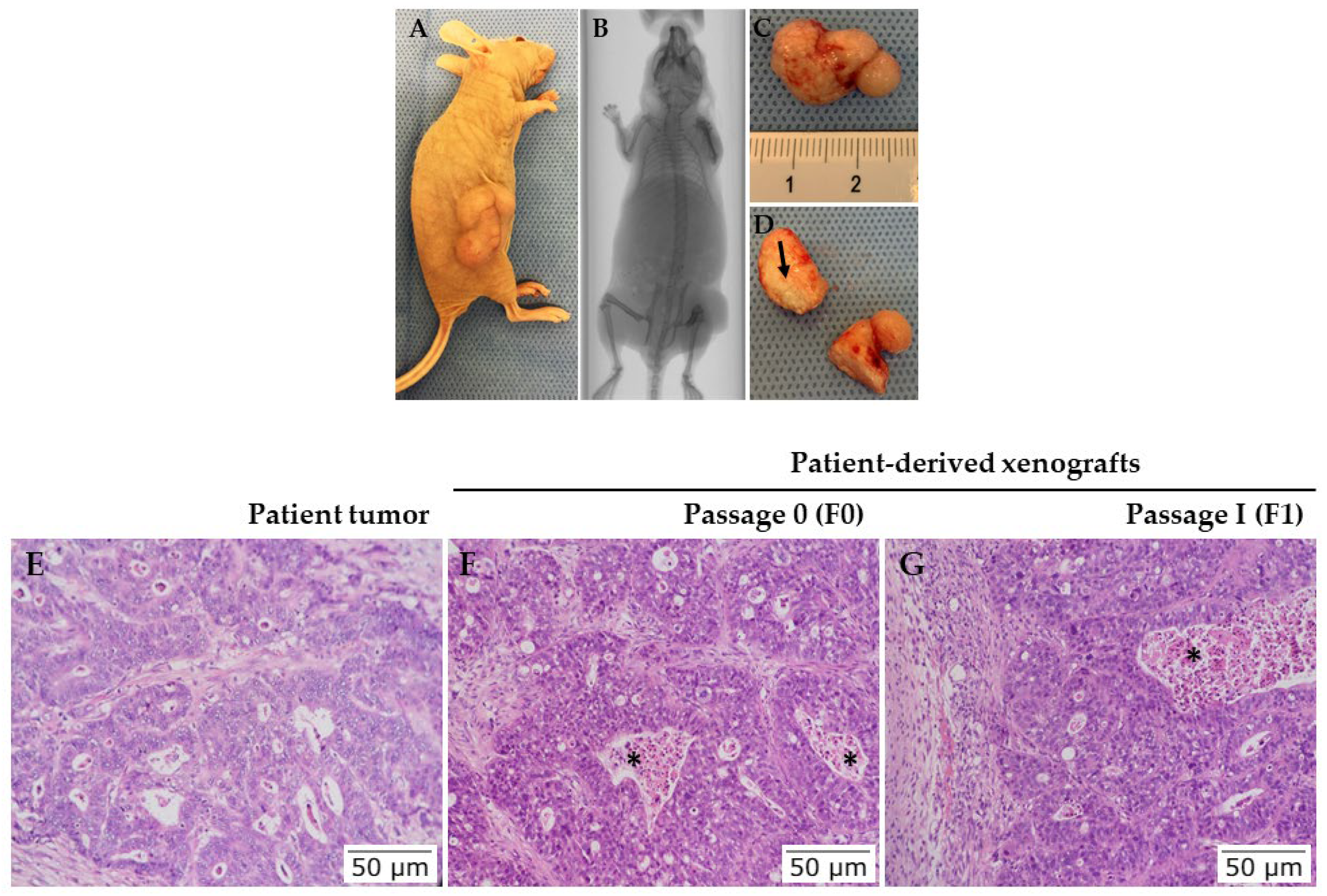 Vetsci 09 00636 g013 Vetsci 09 00636 g013